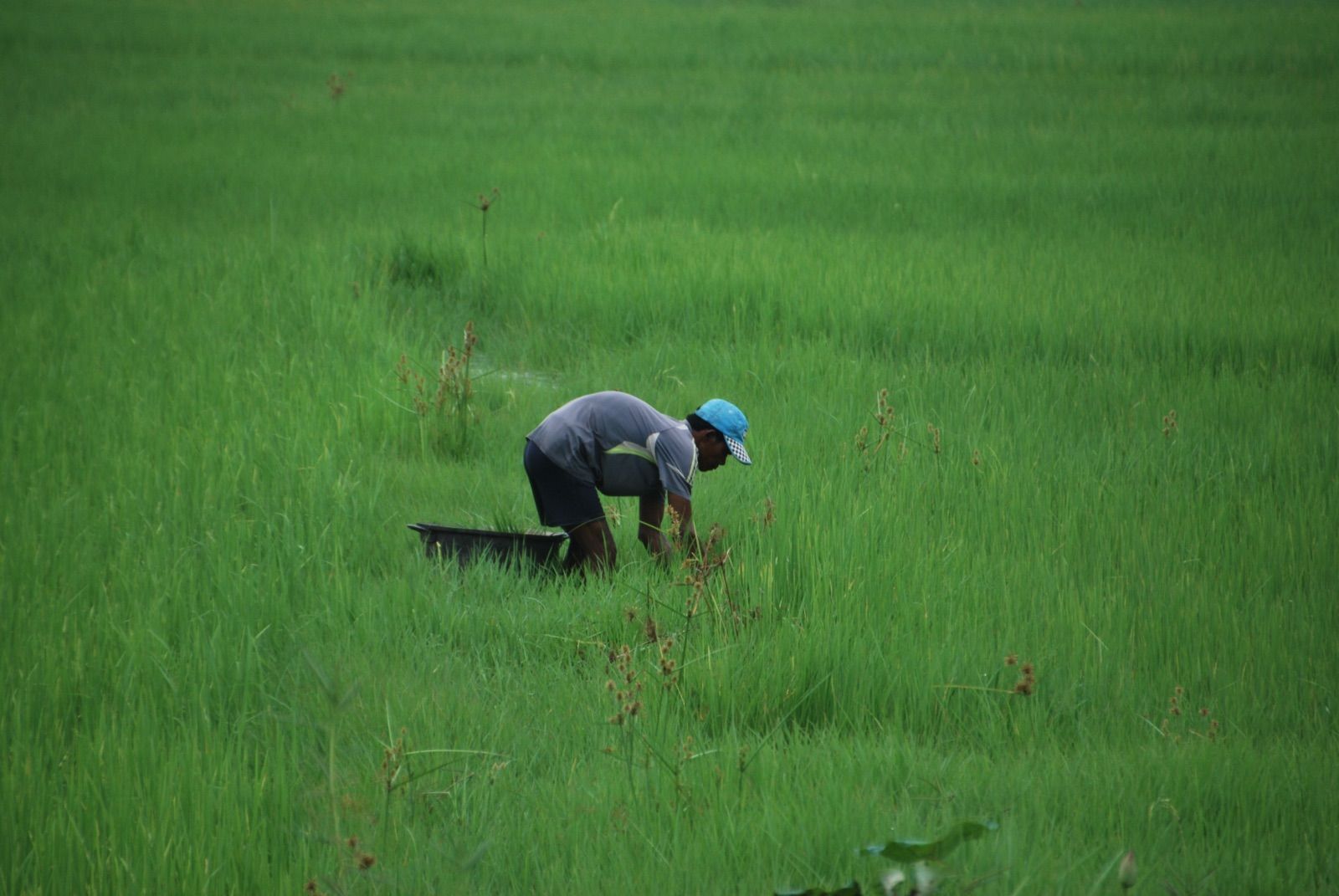 Campesino agachado con gorra azul recogiendo plantas de arroz en un arrozal verde inundado que ocupa todo el encuadre