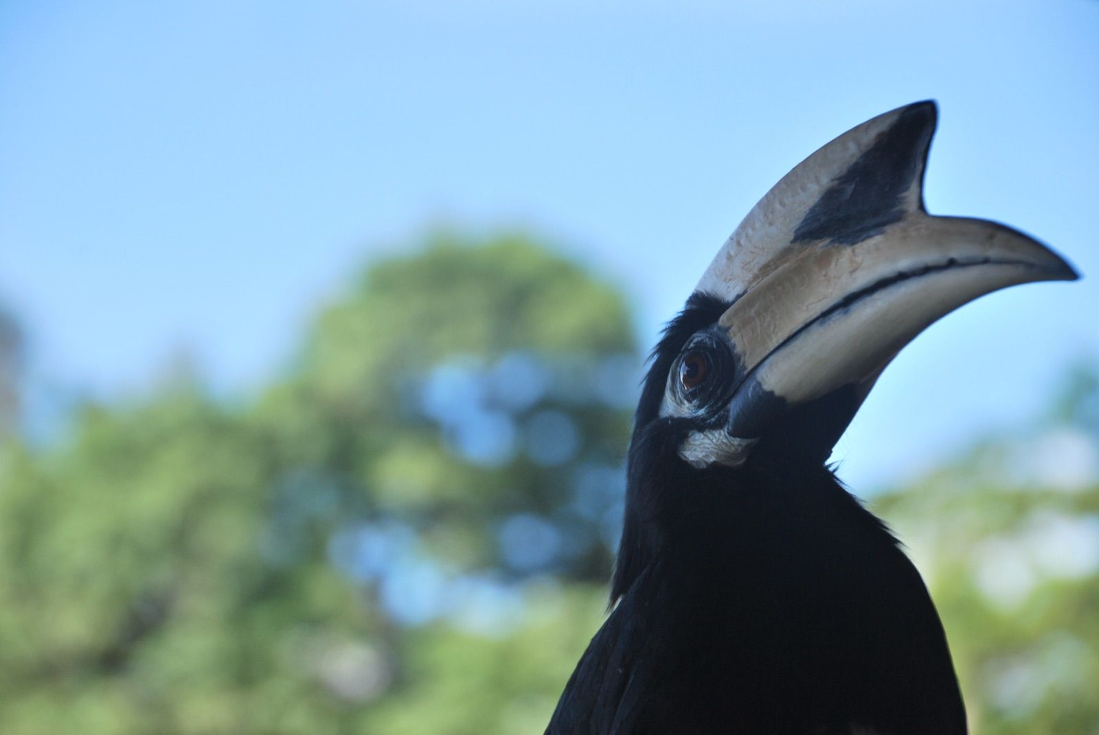 Cálao pío oriental de perfil con su gran pico curvo y casco córneo, recortado contra cielo azul y follaje verde desenfocado