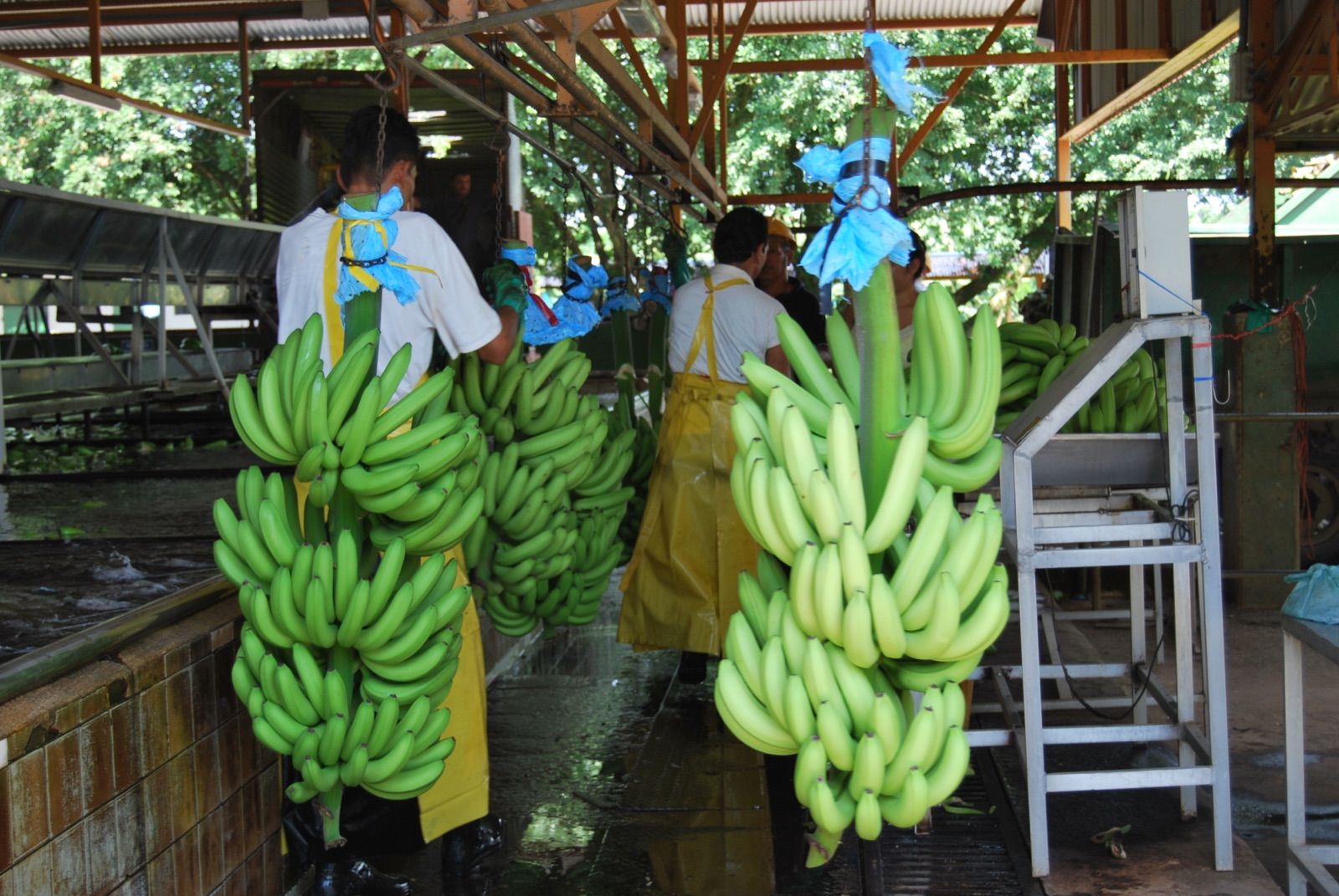 Trabajadores de espaldas con delantales amarillos y guantes manipulan racimos de banano verde colgados de rieles metálicos dentro de una planta empacadora
