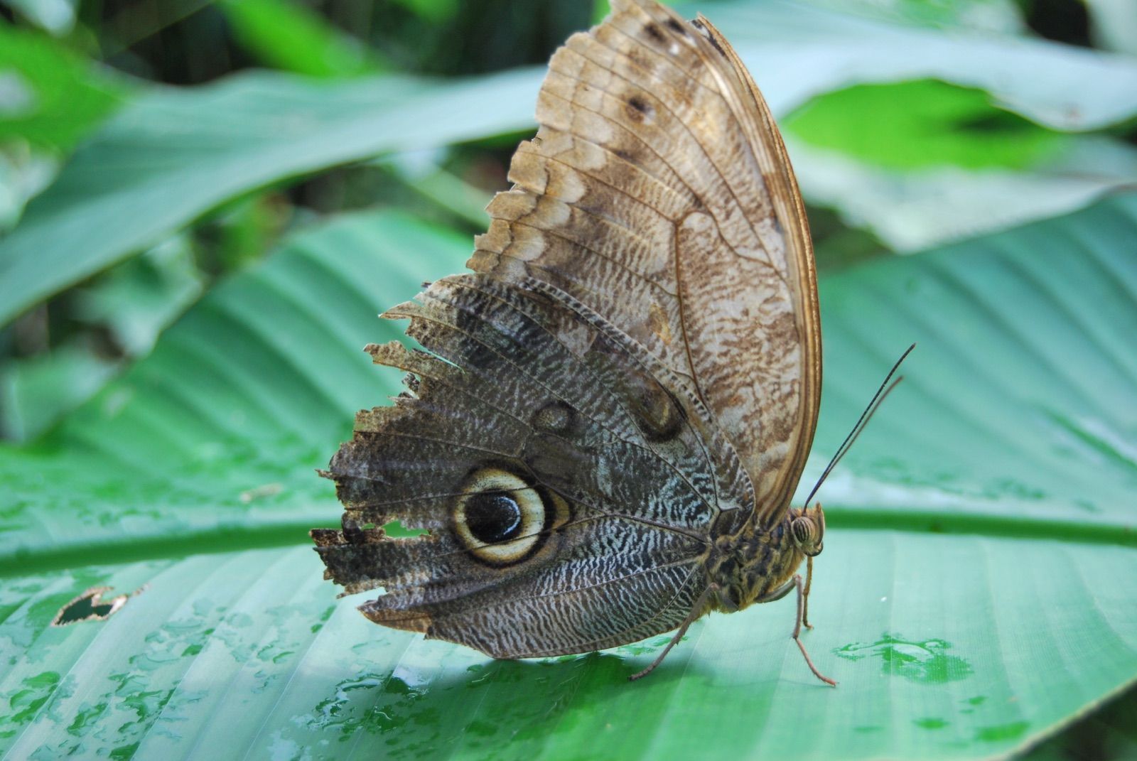 Mariposa búho posada de perfil con las alas cerradas sobre una hoja ancha cubierta de gotas, con el ocelo del ala inferior bien visible