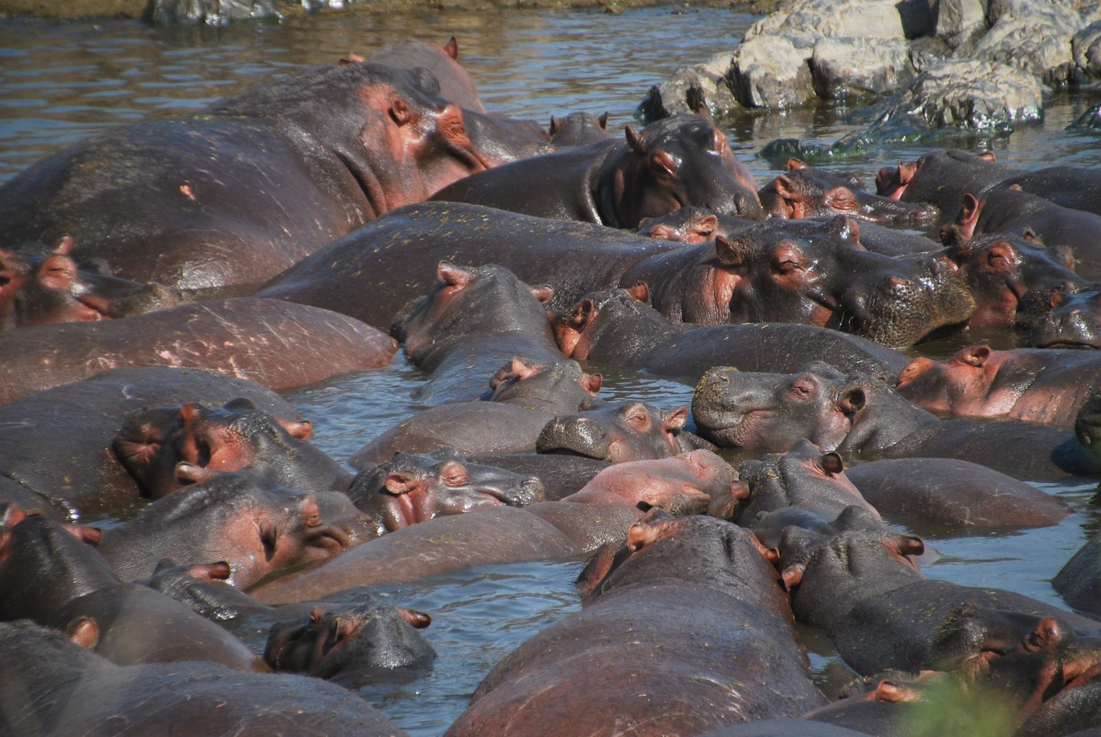 Grupo numeroso de hipopótamos apiñados en una charca en Tanzania