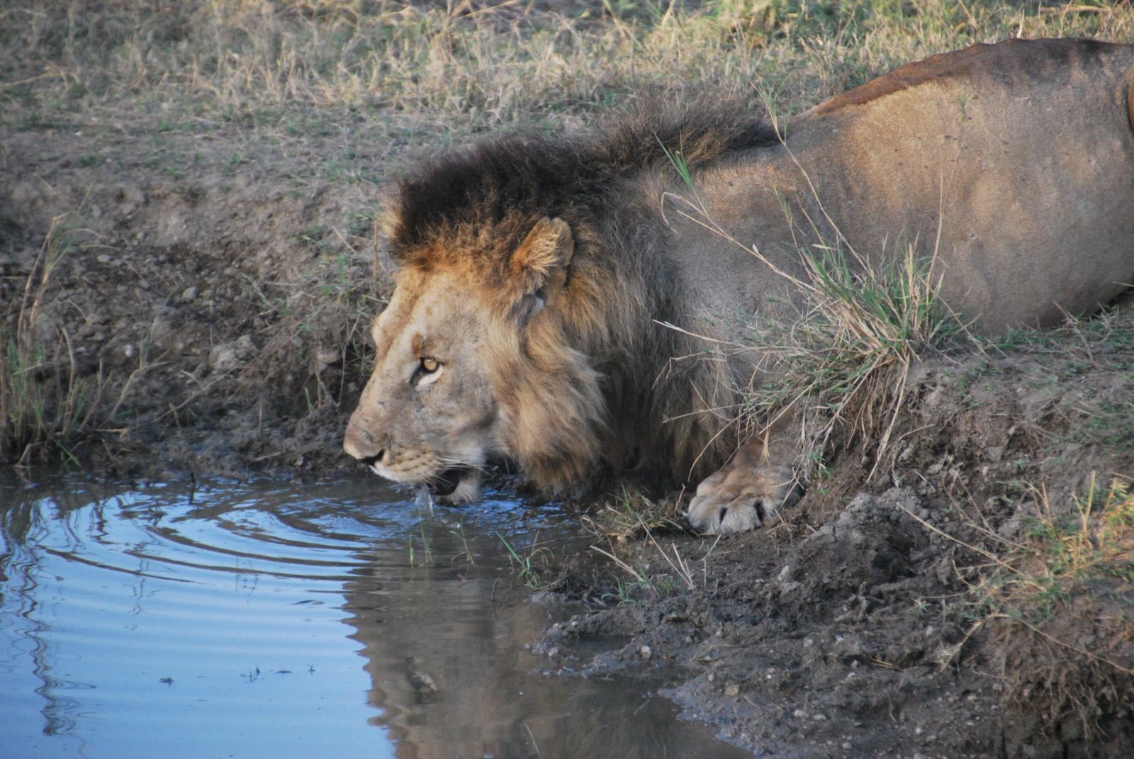 León macho tumbado en la orilla embarrada de una charca bebiendo agua, con un anillo de ondas expandiéndose y su reflejo en la superficie