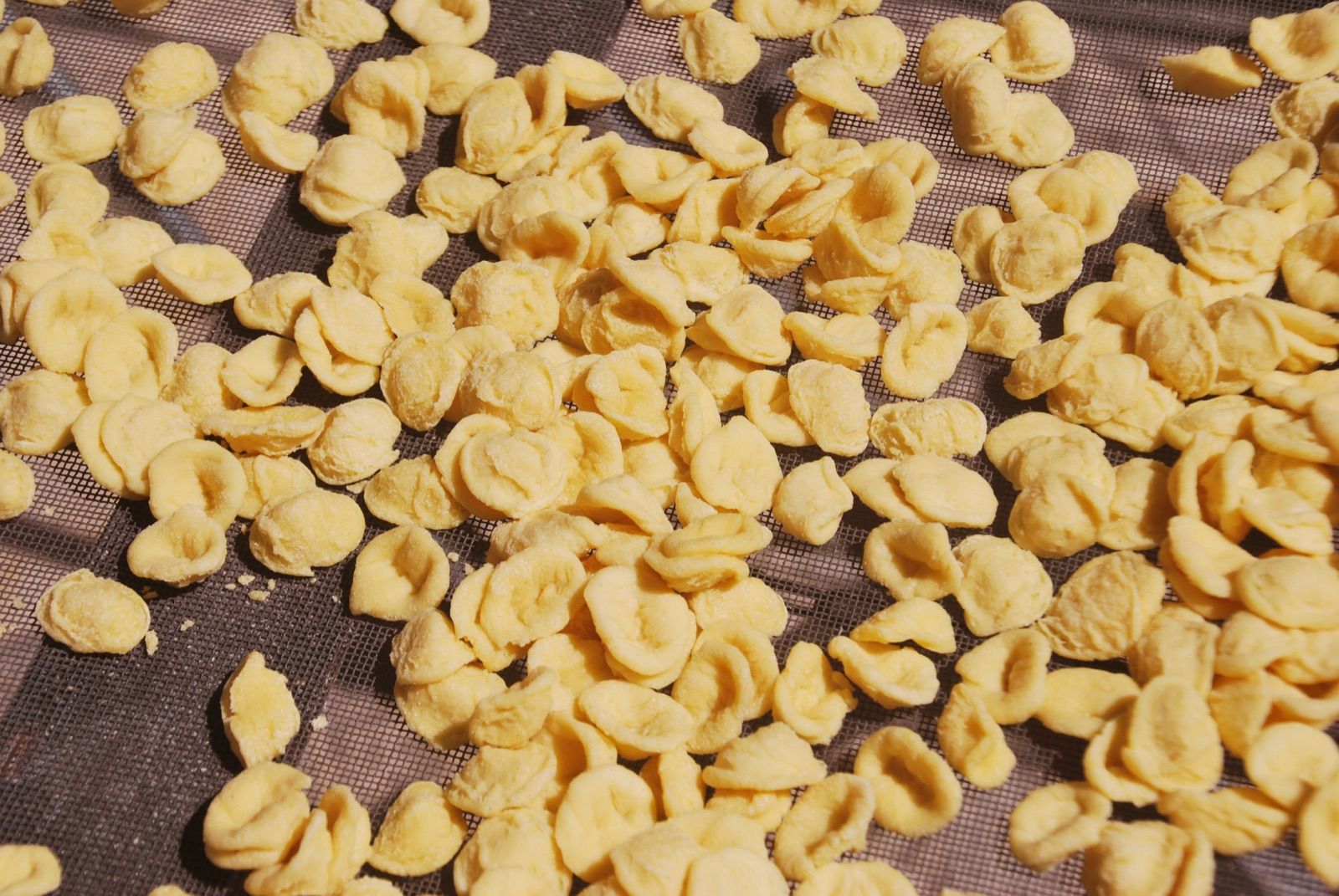 Cientos de orecchiette recién formadas secándose sobre una malla, con la marca del pulgar visible en cada pieza