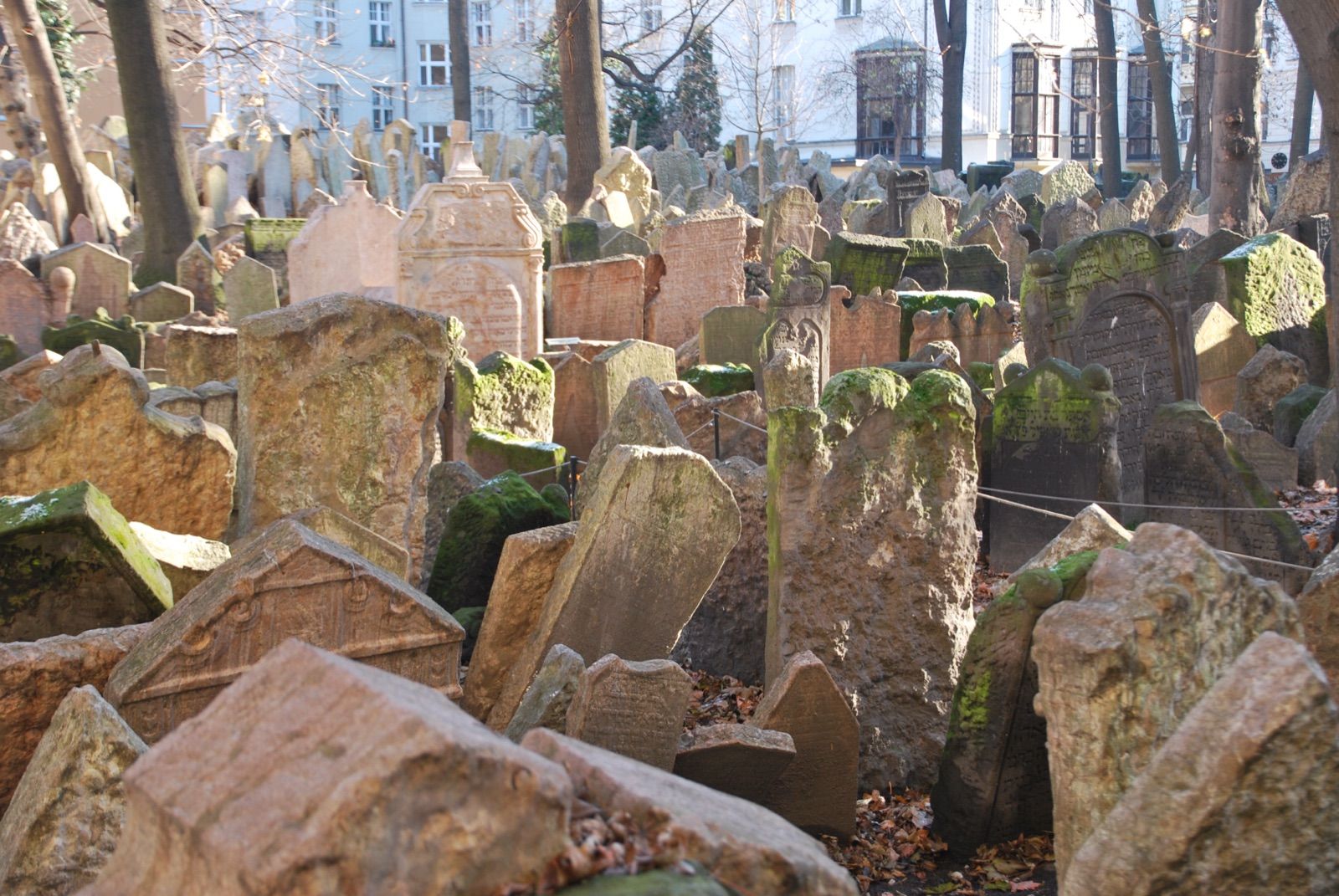 Cientos de lápidas de piedra inclinadas y amontonadas entre árboles sin hojas en el antiguo cementerio judío de Praga, con luz baja de invierno y musgo verde sobre la piedra