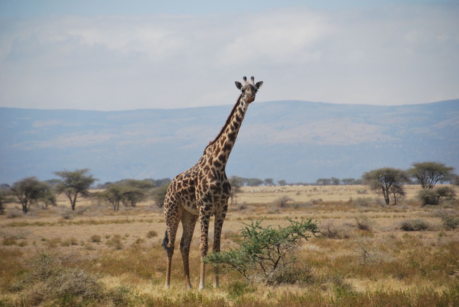 Jirafa masái de pie de frente en la llanura del Serengeti, con acacias dispersas y una escarpa montañosa al fondo bajo un cielo velado