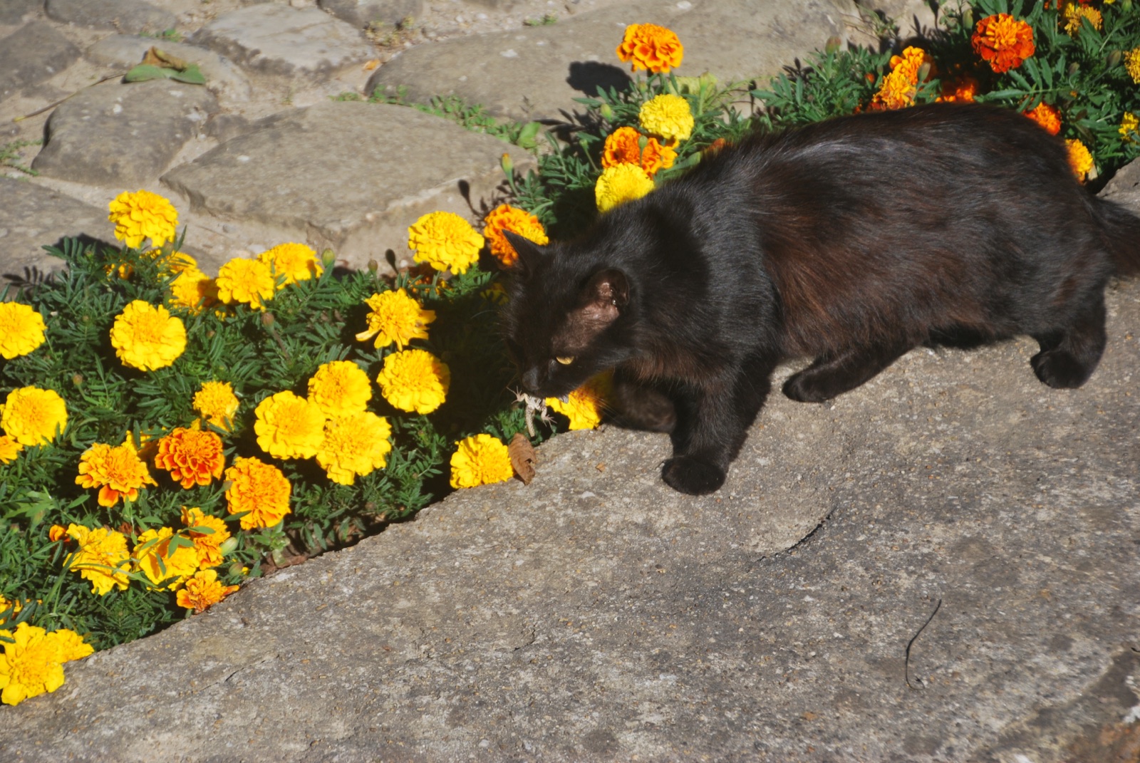 Gato negro olisqueando claveles de moro naranjas junto a un empedrado al sol