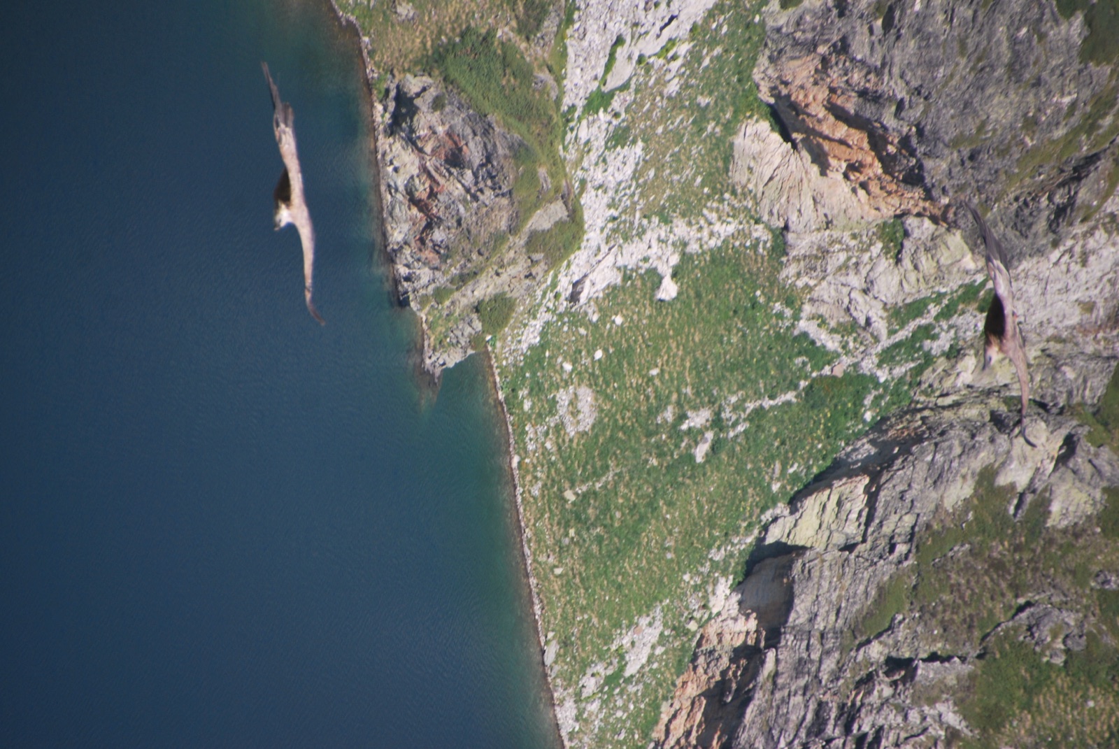 Dos buitres leonados planeando sobre el agua oscura y las paredes rocosas de un lago glaciar de Rila