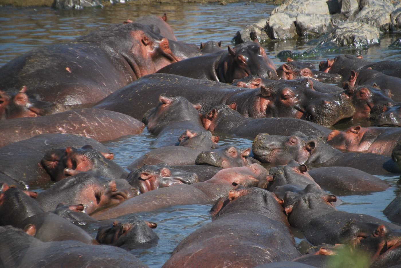 Grupo de hipopótamos apiñados en una charca en Tanzania