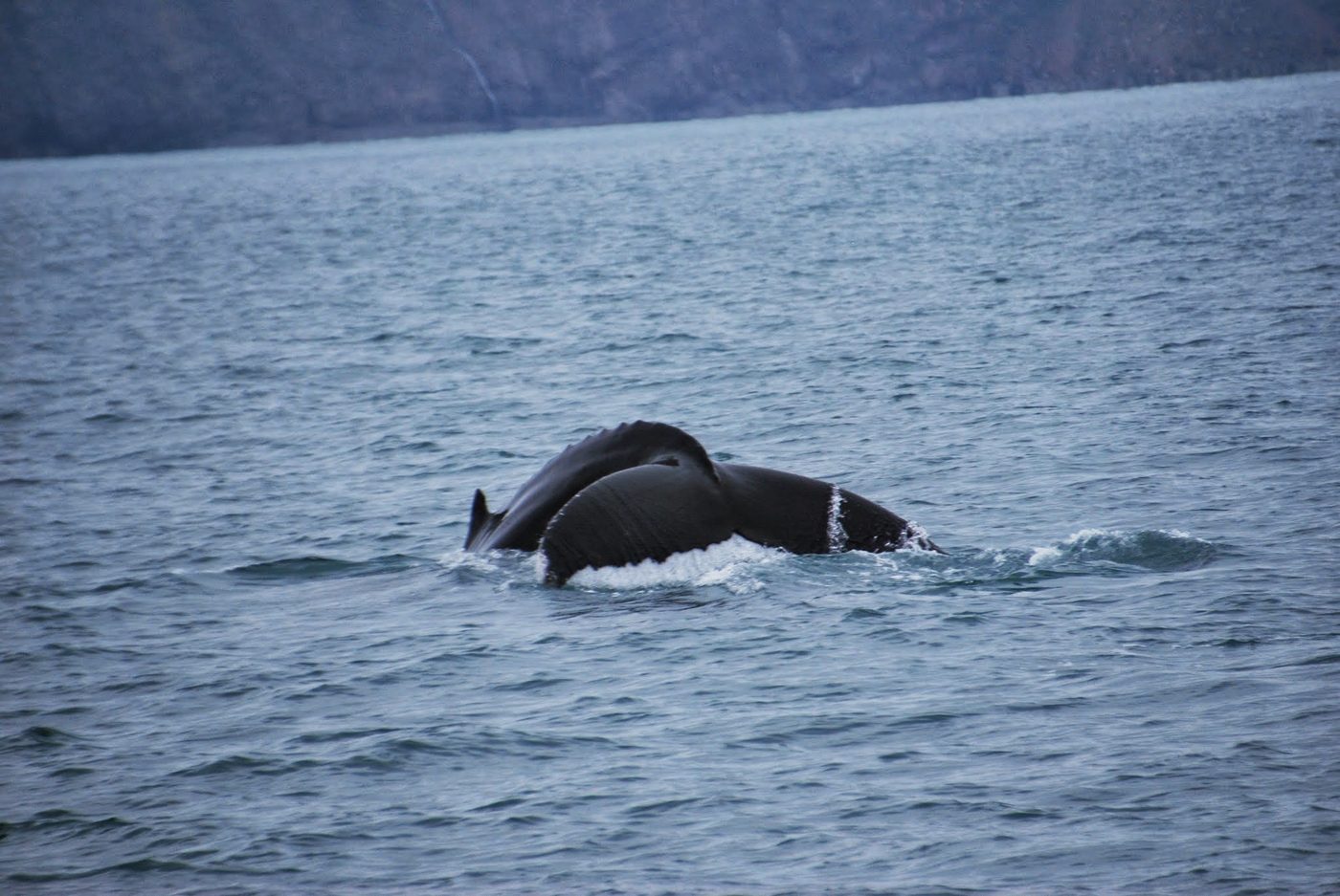 Cola de una ballena emergiendo del mar gris frente a Húsavík