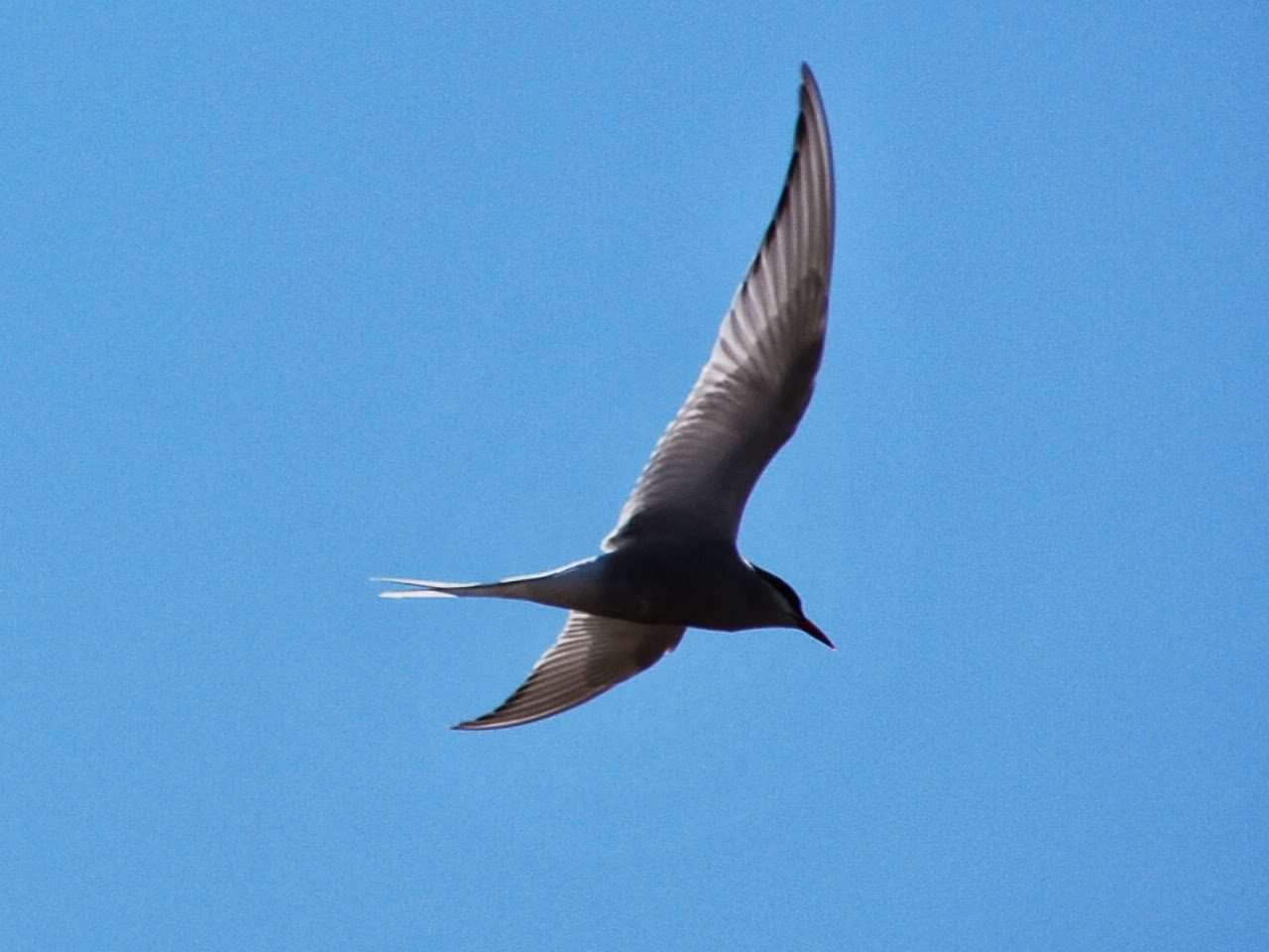 Charrán ártico volando contra el cielo azul en Islandia