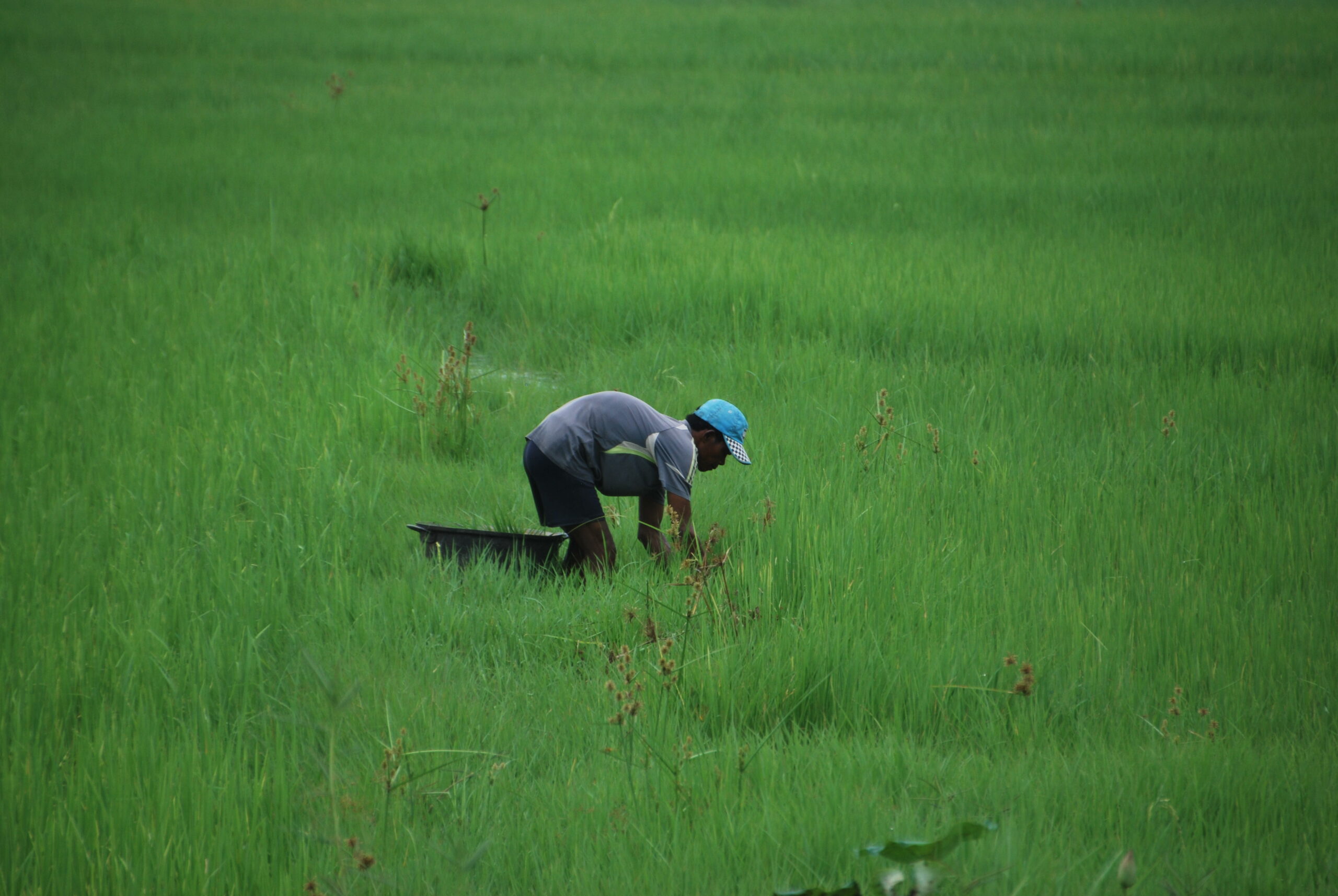 Agricultor camboyano solo en un campo de arroz de un verde intenso en Siem Reap