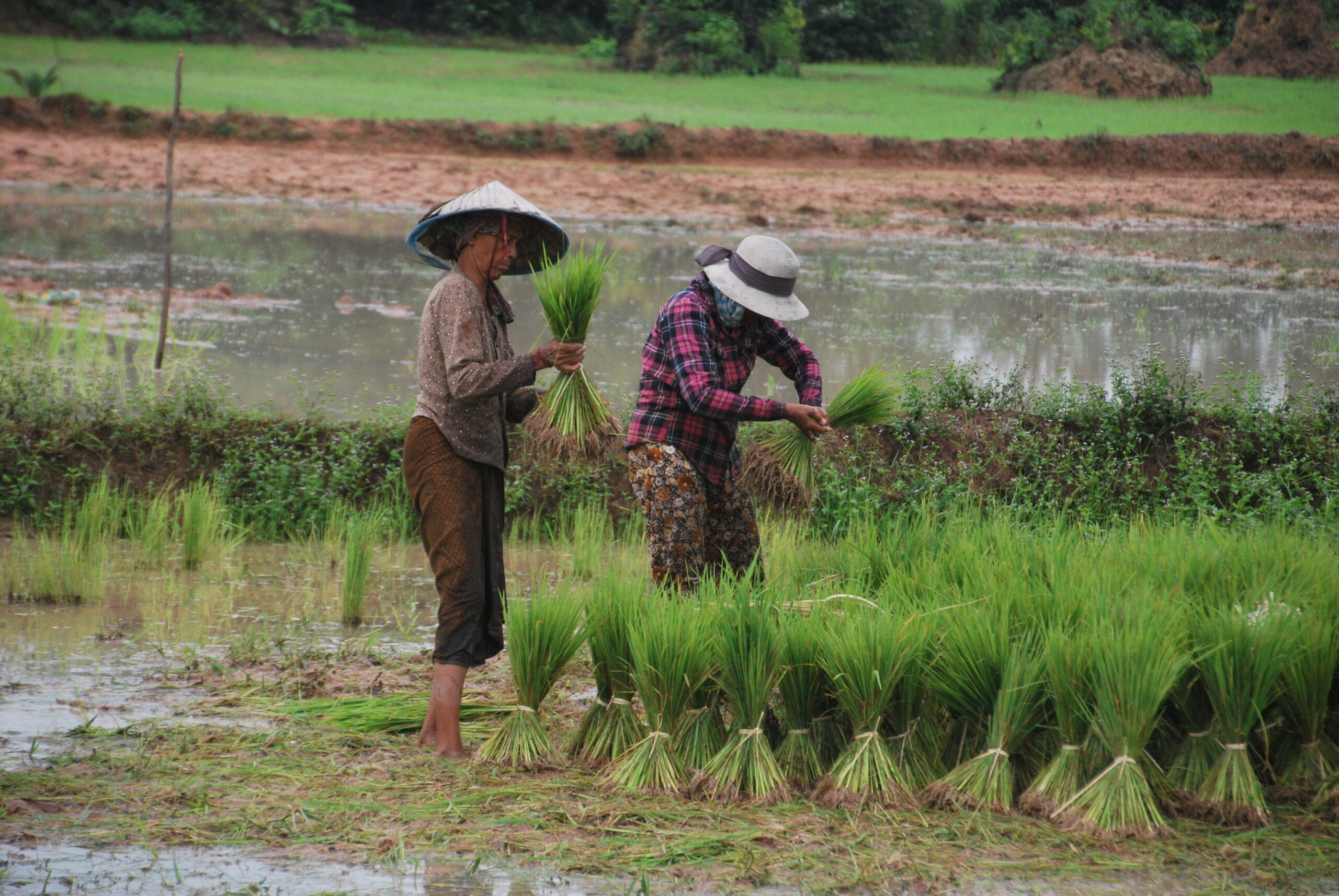Dos campesinas camboyanas plantando arroz con sombreros cónicos en los arrozales de Siem Reap