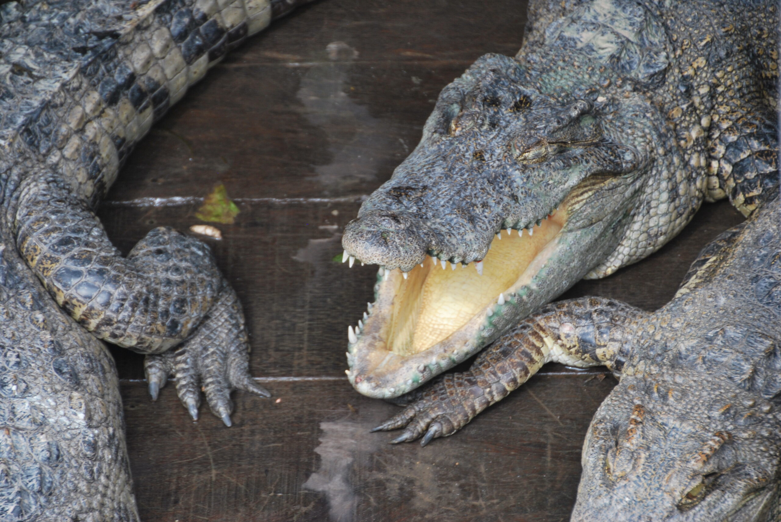 Primer plano de cocodrilo del Siam con la boca abierta mostrando dientes, Tonlé Sap
