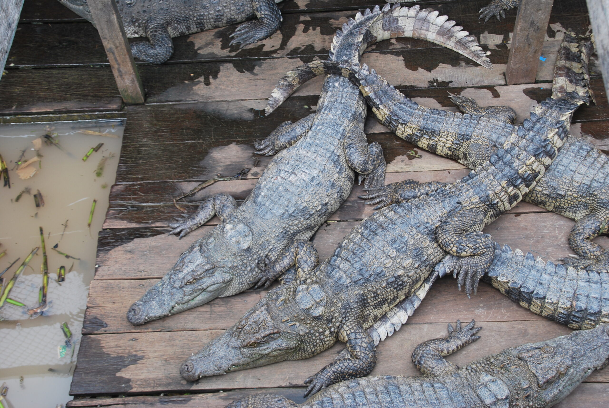 Grupo de cocodrilos sobre tarima de madera en una granja flotante del Tonlé Sap