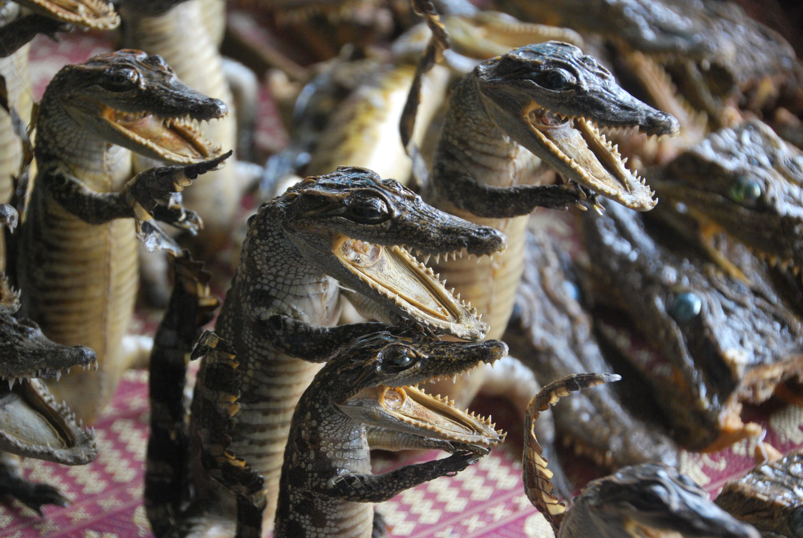 Cocodrilos bebé disecados en fila en un mercado de Tonlé Sap, Camboya