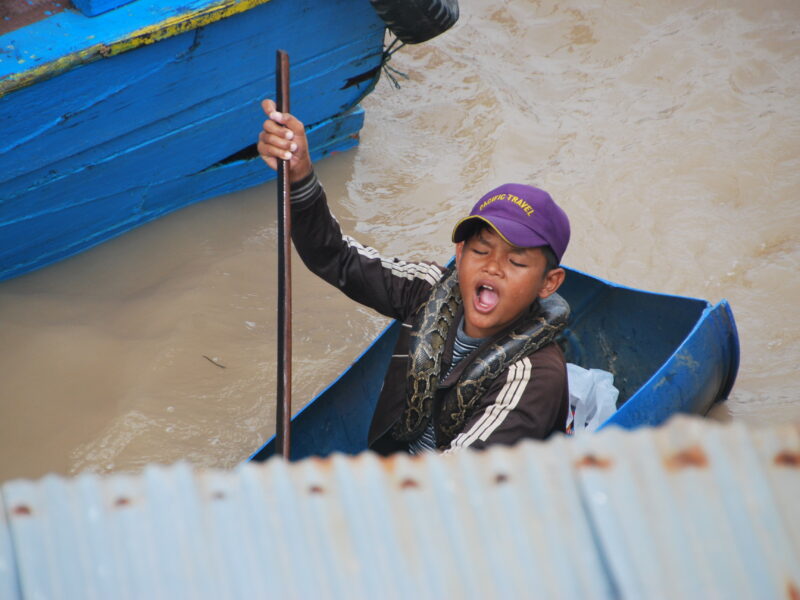 Niño camboyano con pitón enrollada al cuello remando junto a una barca azul en Tonlé Sap