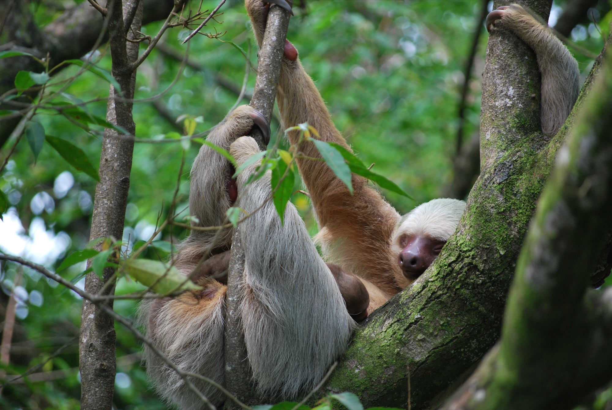 Jungle canopy trail through Costa Rica national park