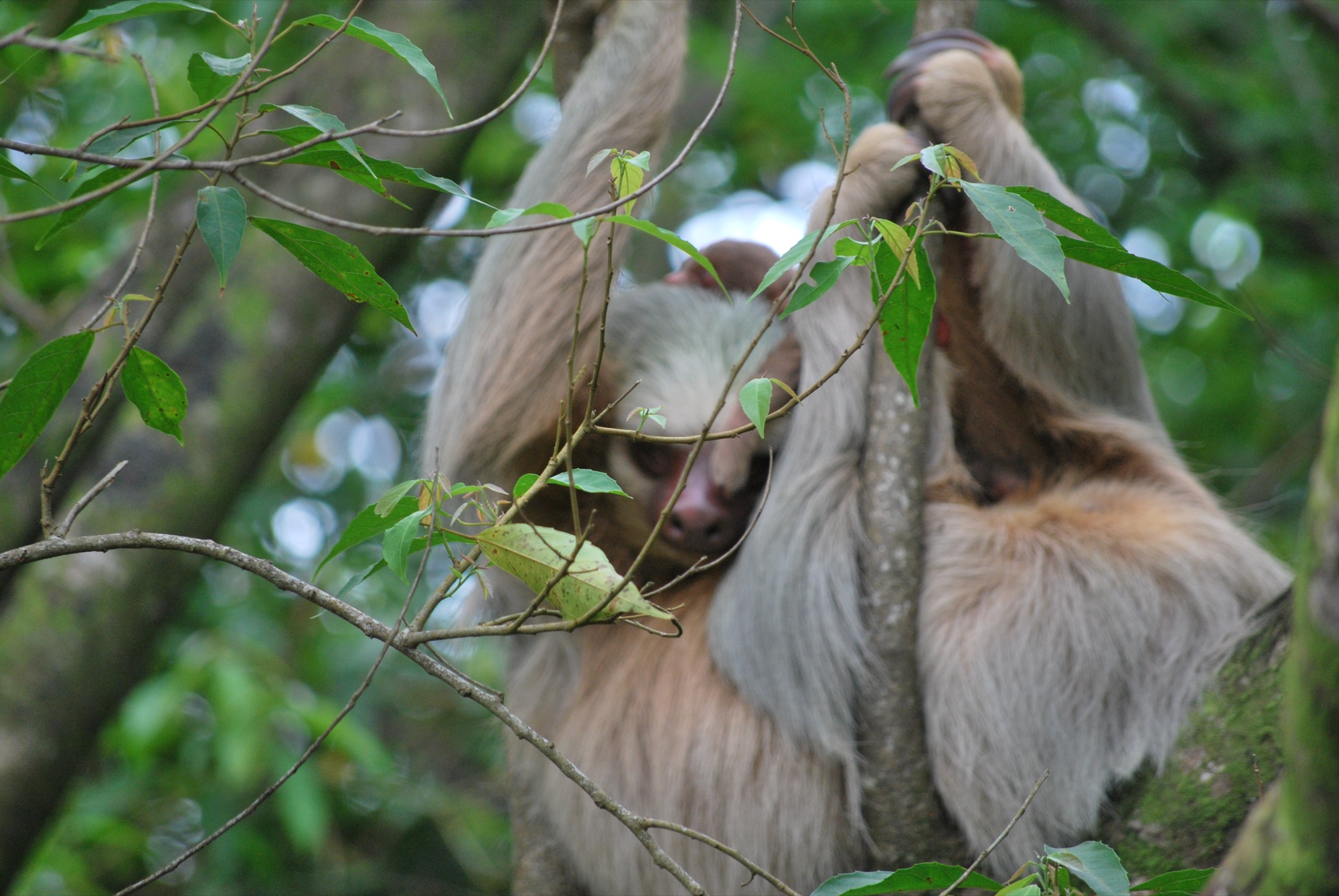 Monteverde cloud forest — Costa Rica