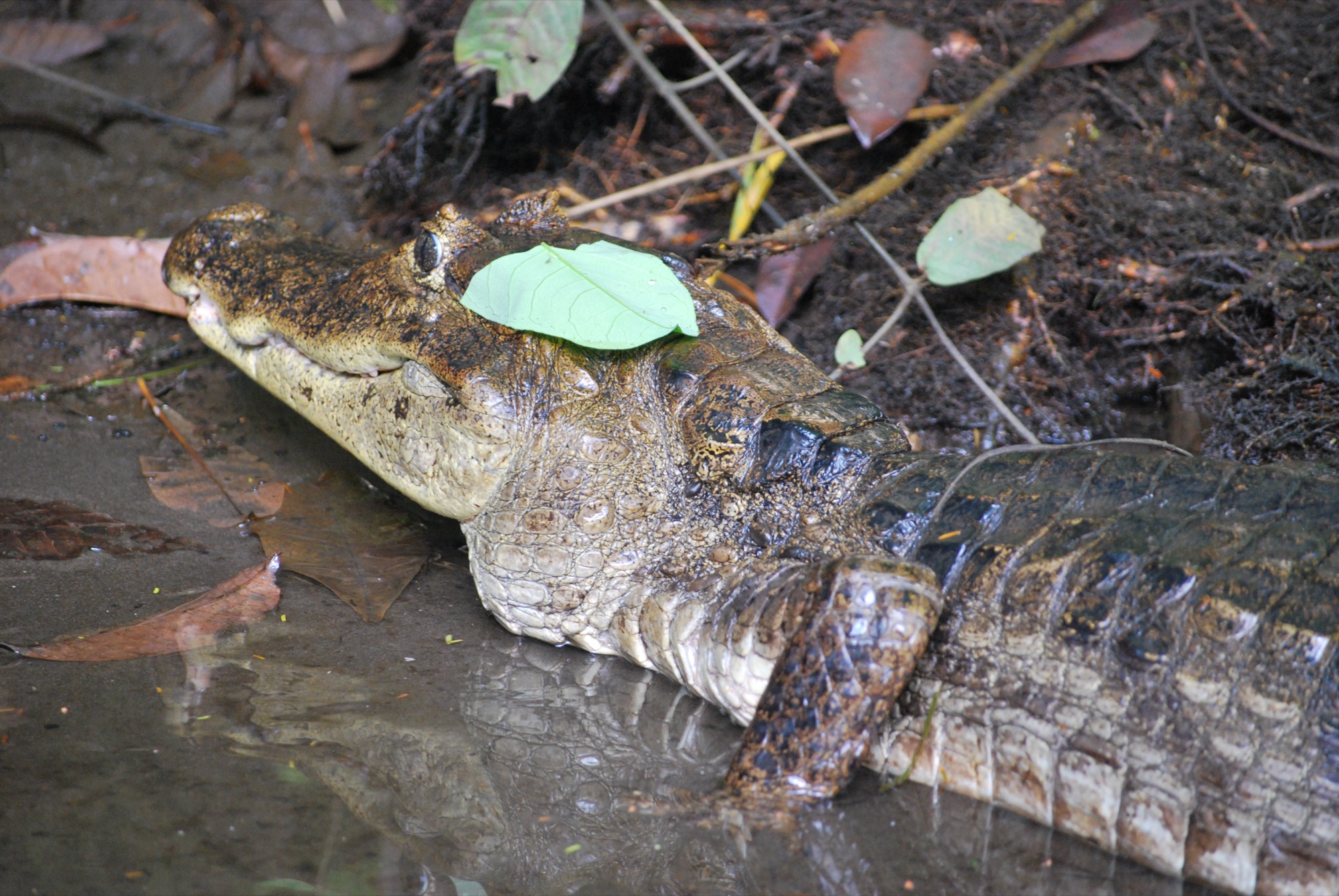 Primary rainforest canopy in Costa Rica