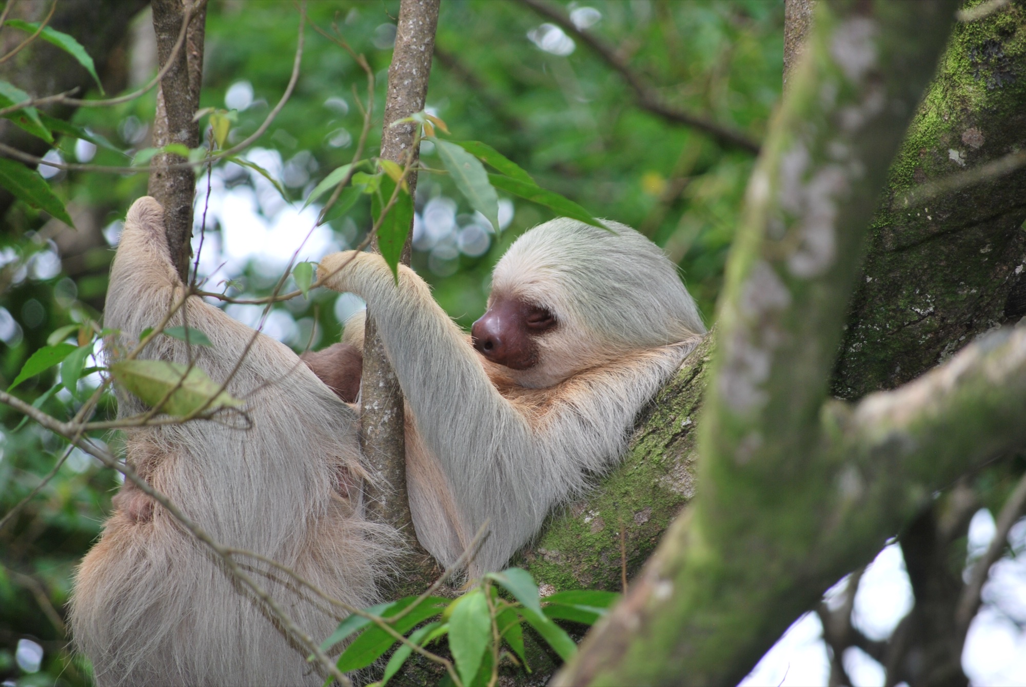 Arenal volcano cone — Costa Rica