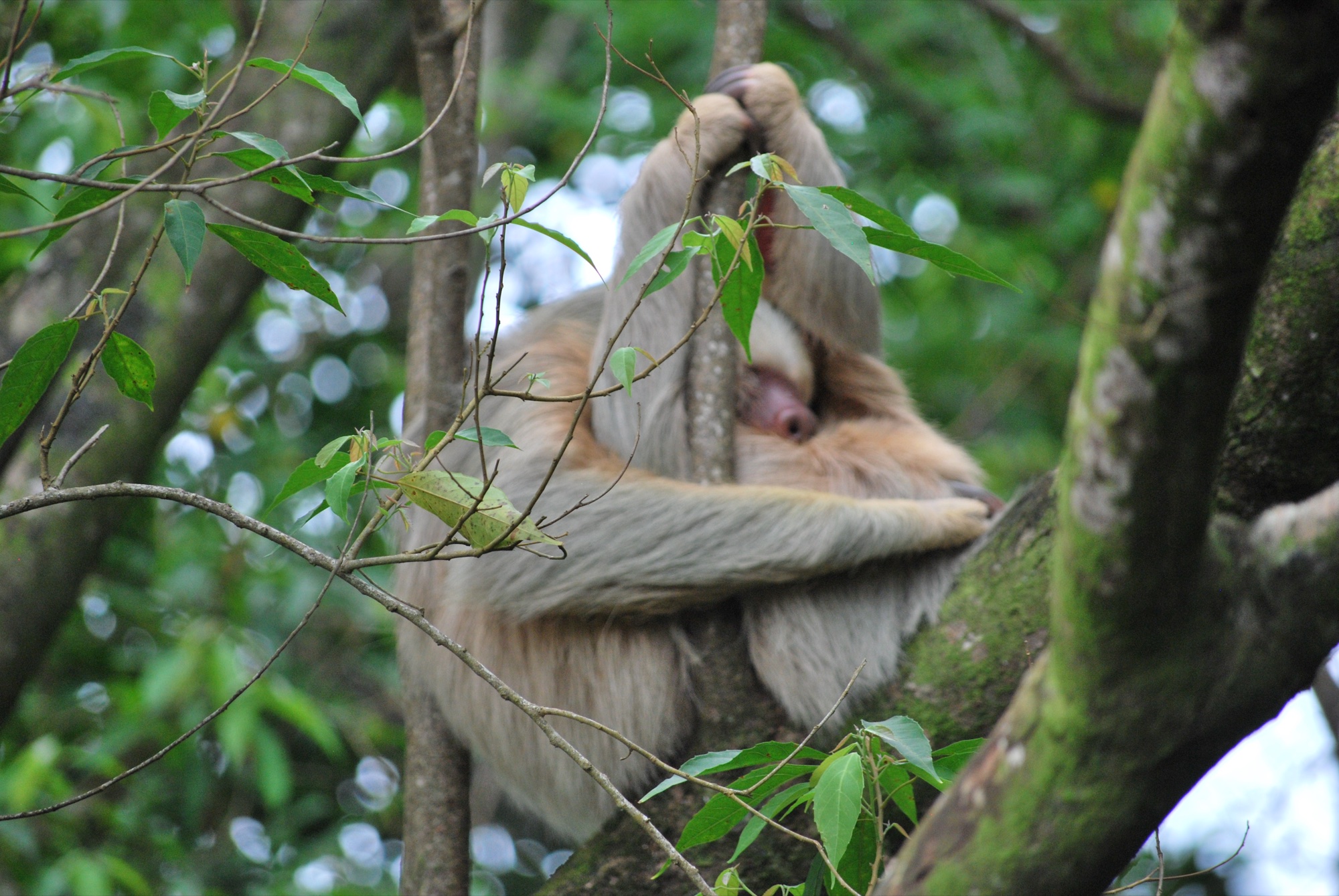 Wildlife encounter on a Costa Rica jungle tour
