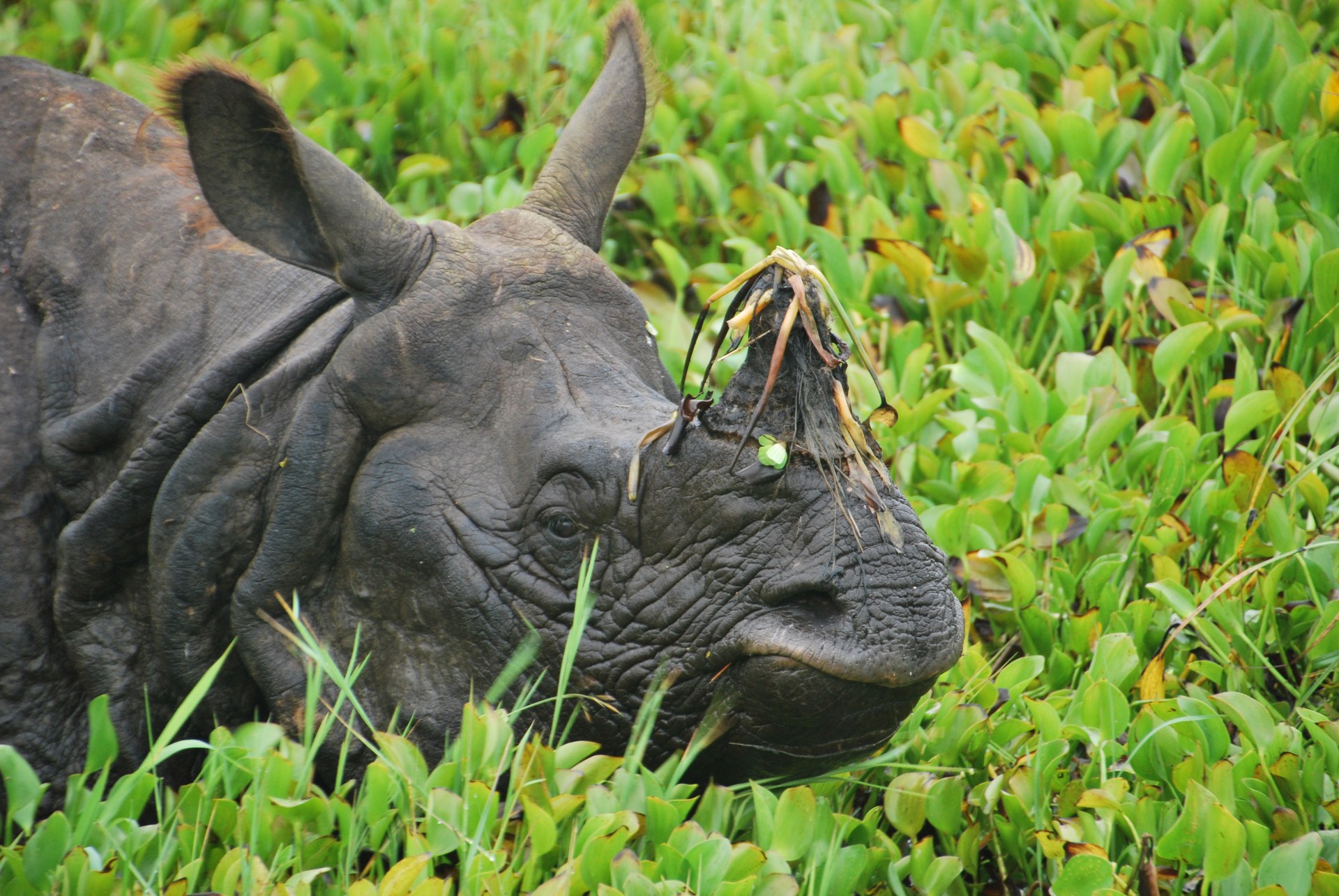 Nepal — Rinoceronte