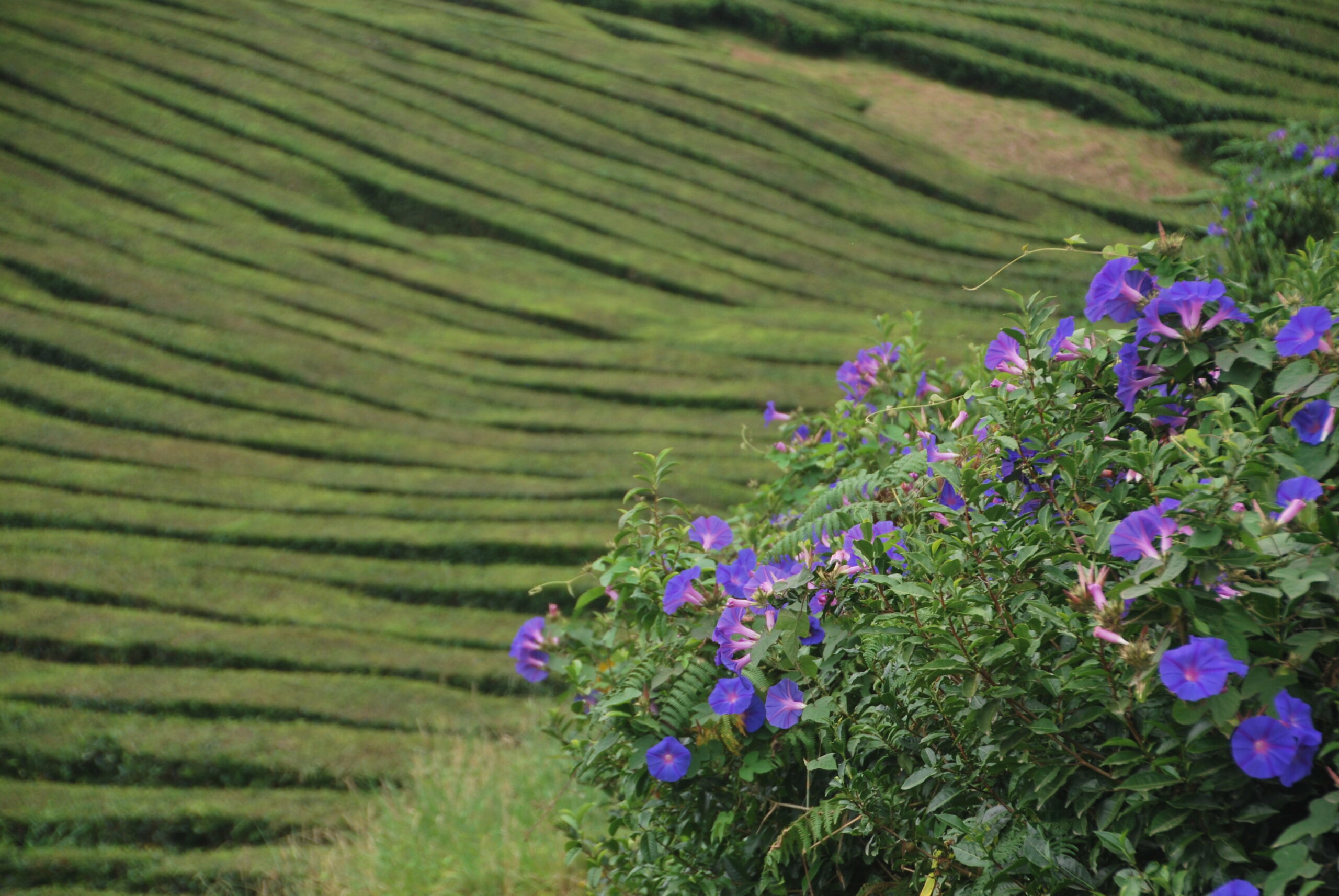 Campo de té en hileras onduladas con campanillas moradas al sol, Chá Gorreana São Miguel