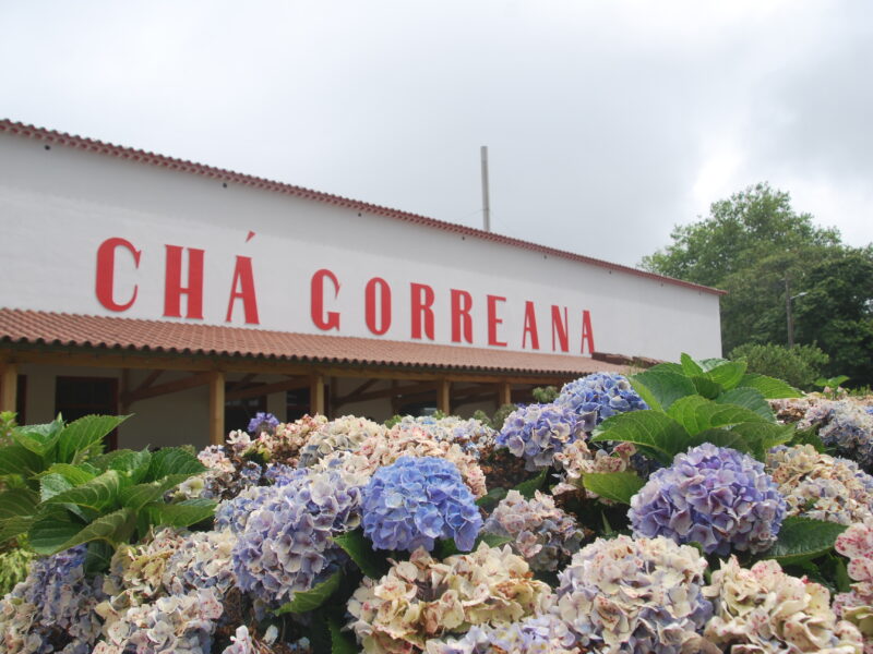 Fachada de la Fábrica de Chá Gorreana con hortensias, plantación de té más antigua de Europa
