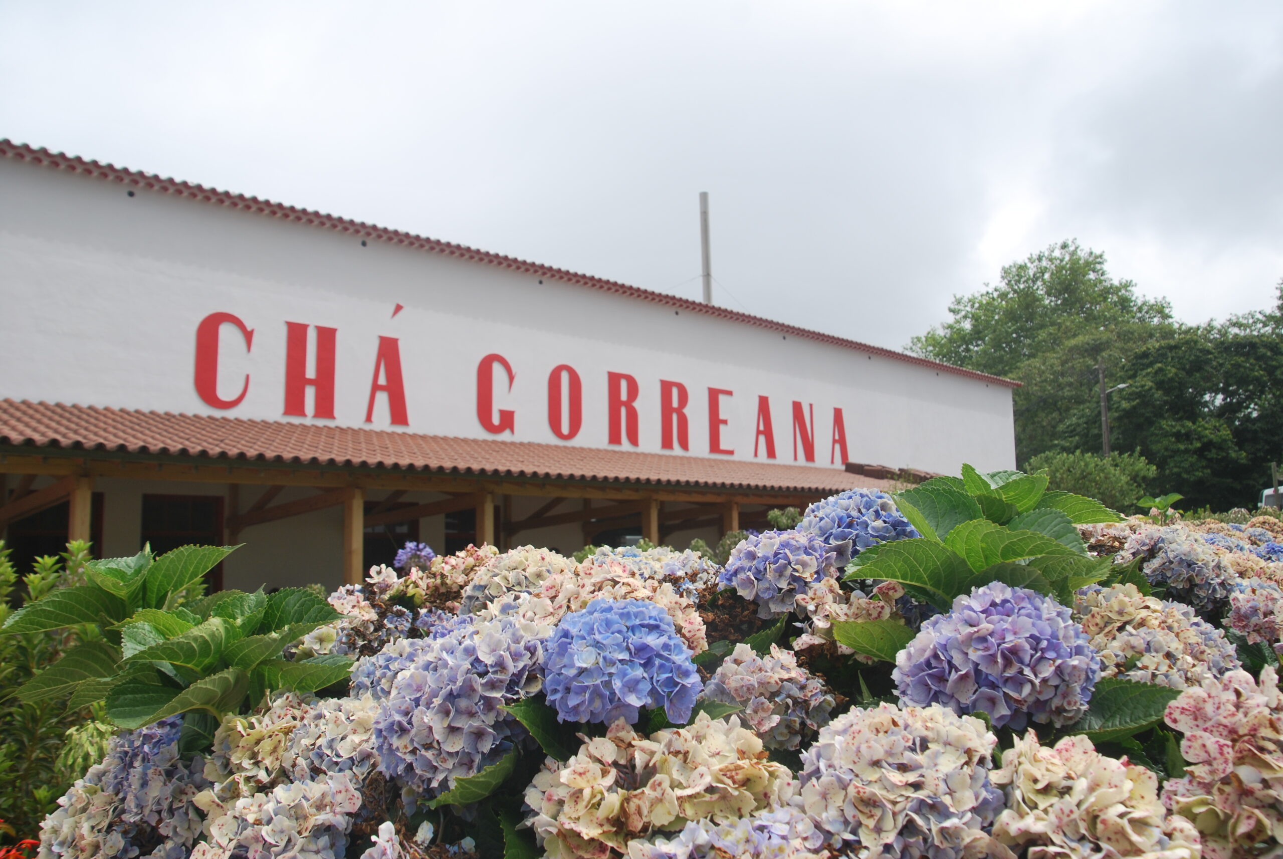 Fachada de la Fábrica de Chá Gorreana con hortensias, plantación de té más antigua de Europa