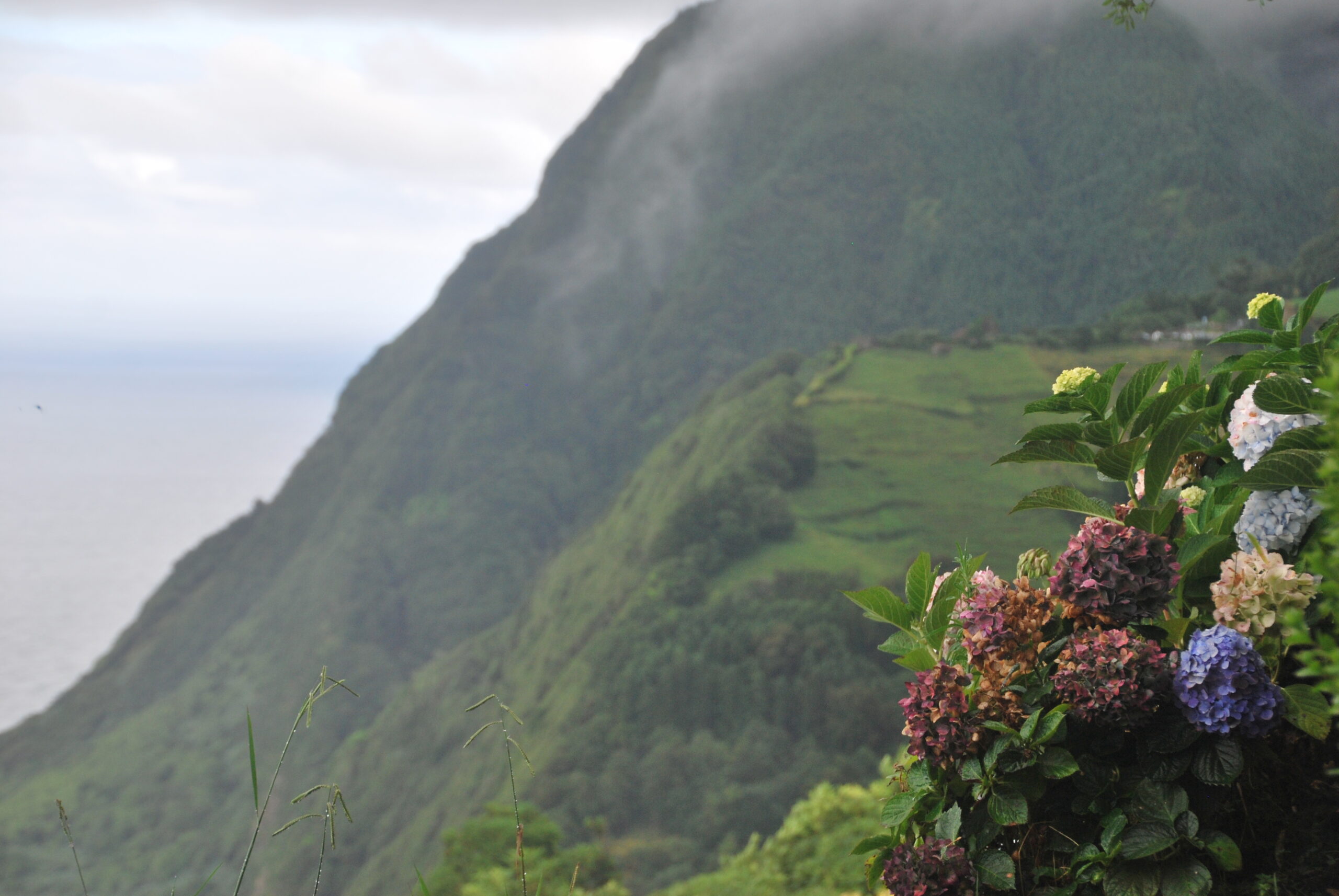 Hortensias moradas, azules y rosas junto a montaña verde en São Miguel, Azores