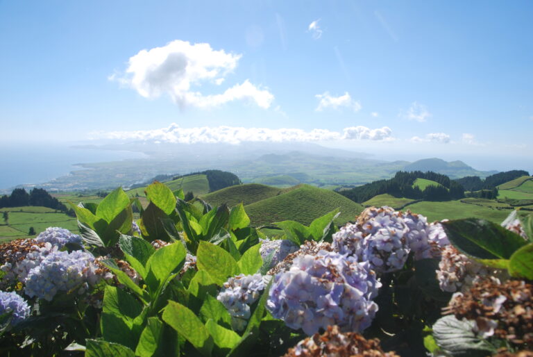Panorámica del interior de São Miguel con hortensias azules y lilas en primer plano