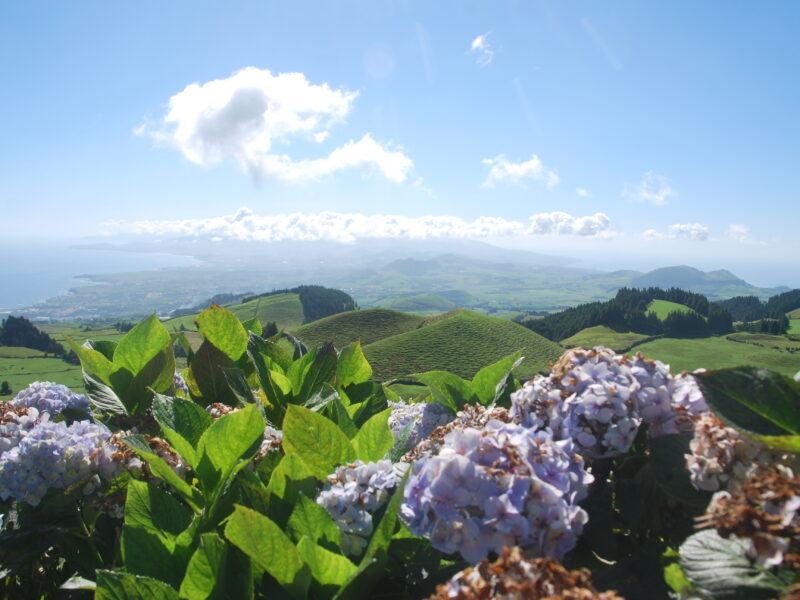 Panorámica del interior de São Miguel con hortensias azules y lilas en primer plano