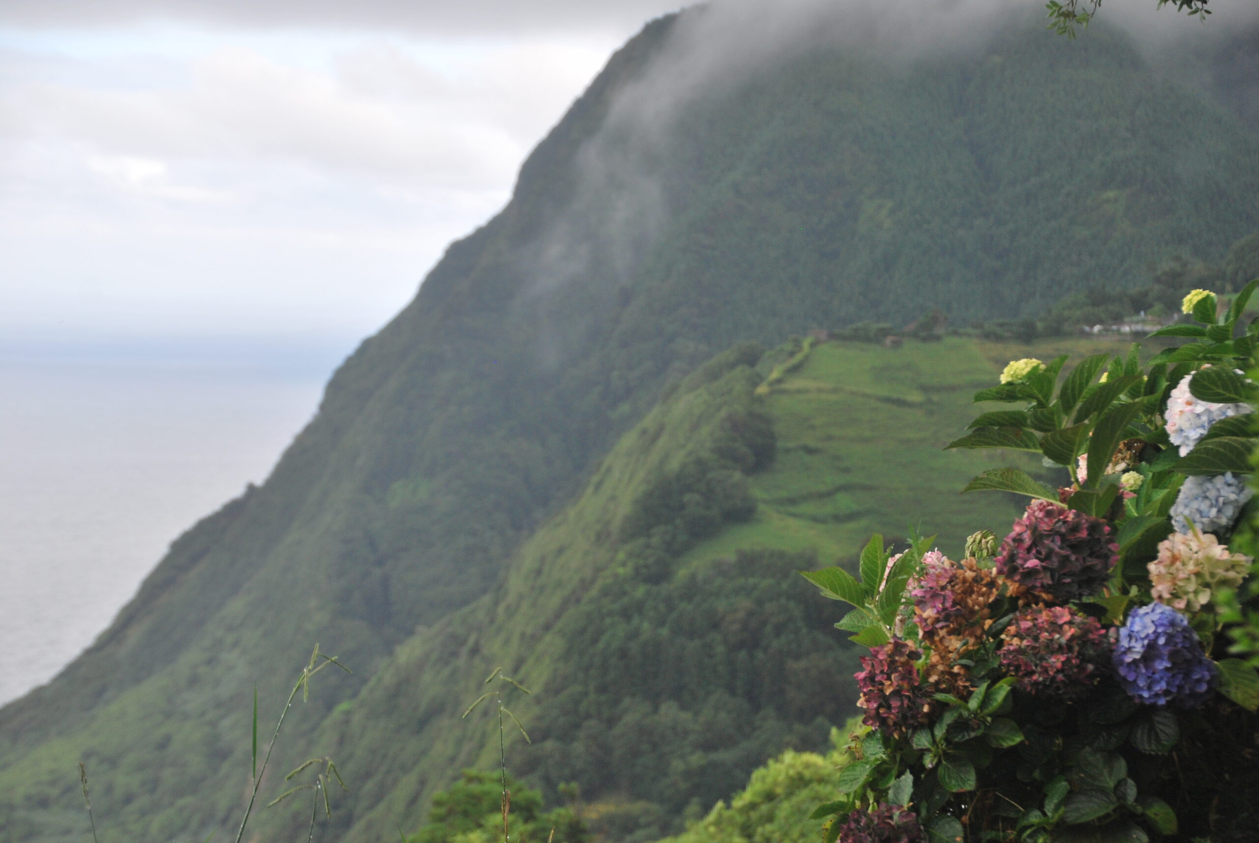 Montaña verde con niebla y hortensias multicolor en primer plano, mirador de São Miguel