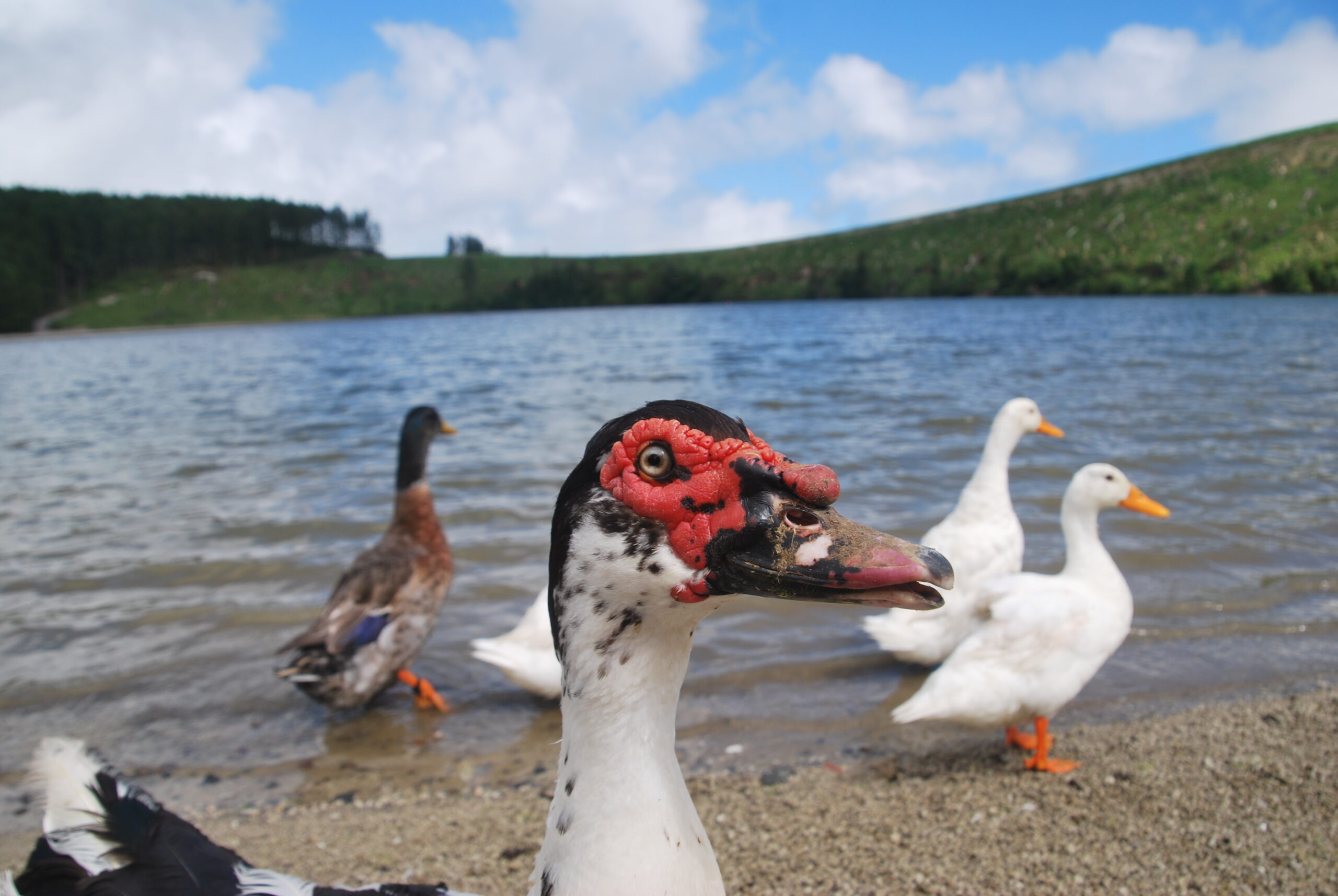 Pato mudo con máscara roja frente a otros patos en una laguna de São Miguel