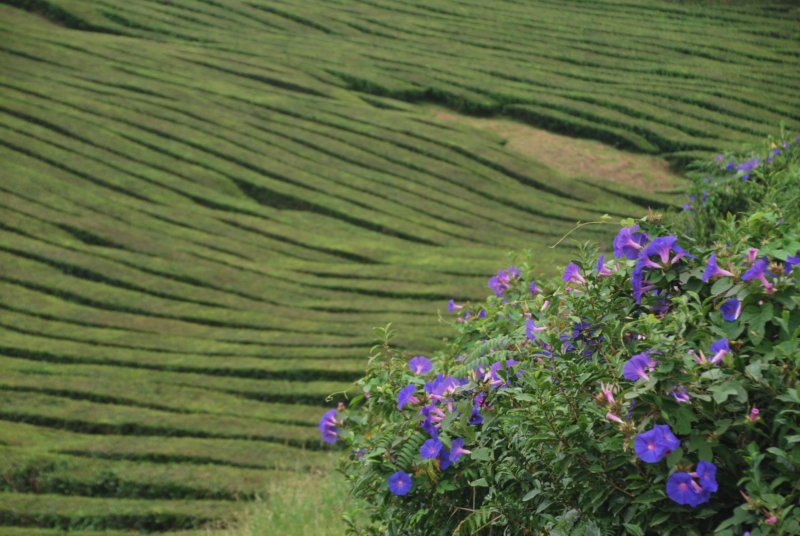 Plantación de té verde en hileras con campanillas moradas, São Miguel Azores