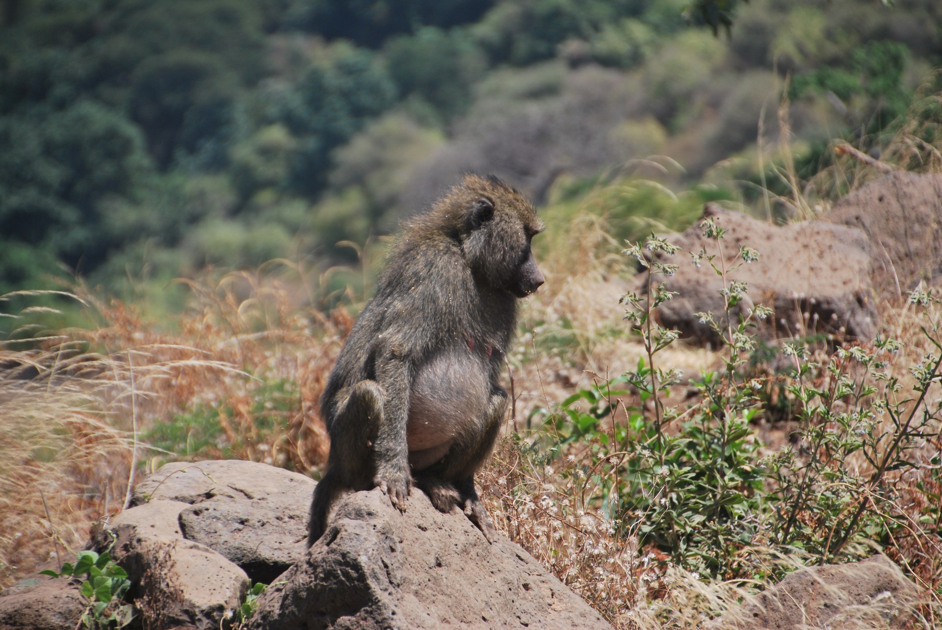 Tanzania — Babuino