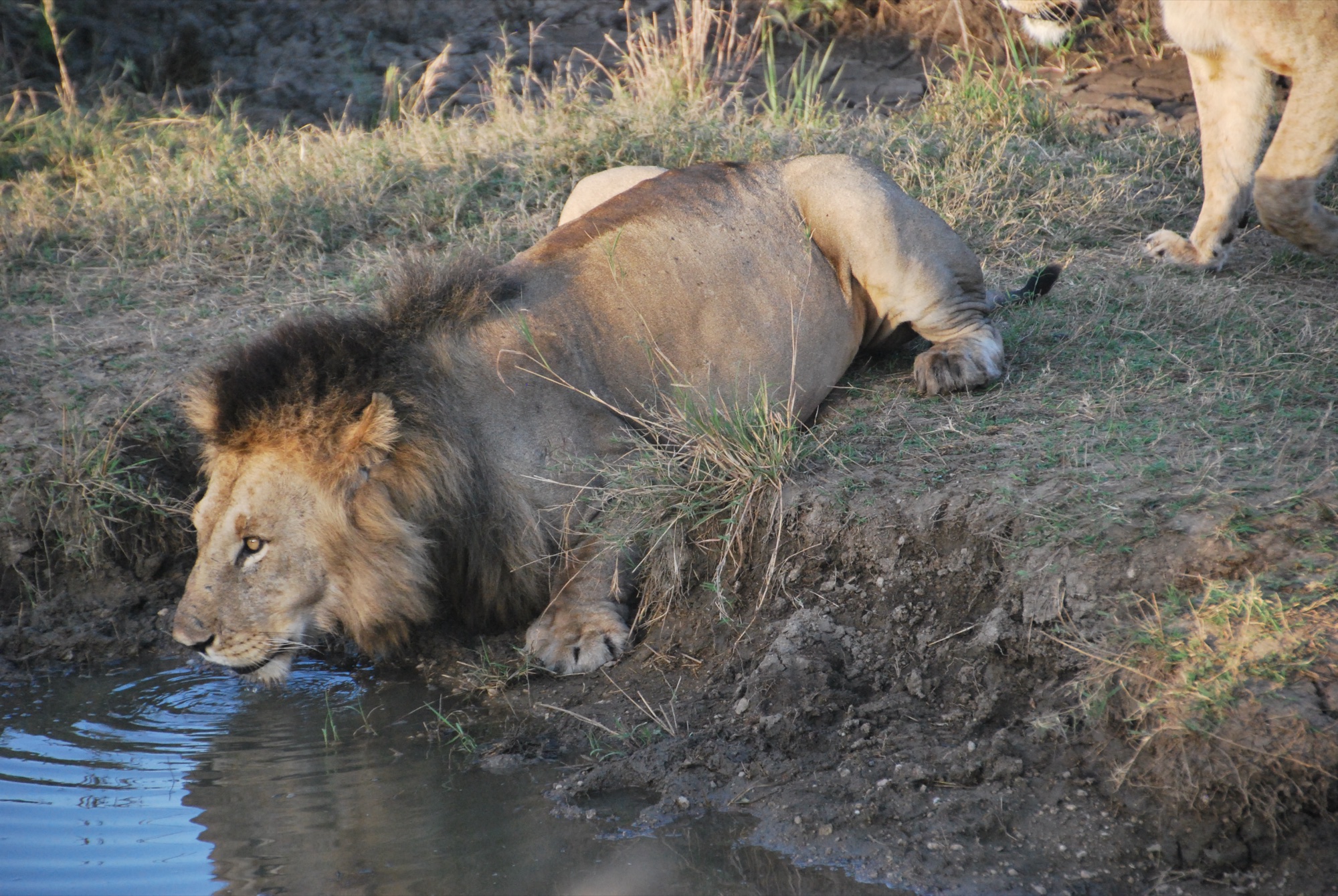 Local Tanzanian culture Maasai people and traditions