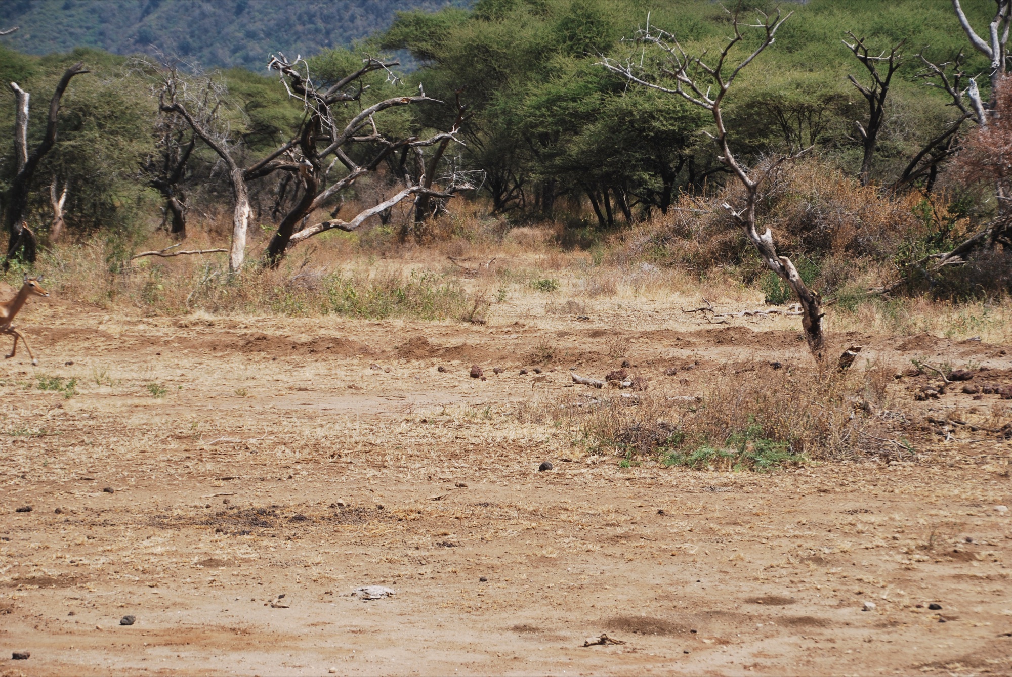 Dramatic landscape of the Tanzanian wilderness Serengeti