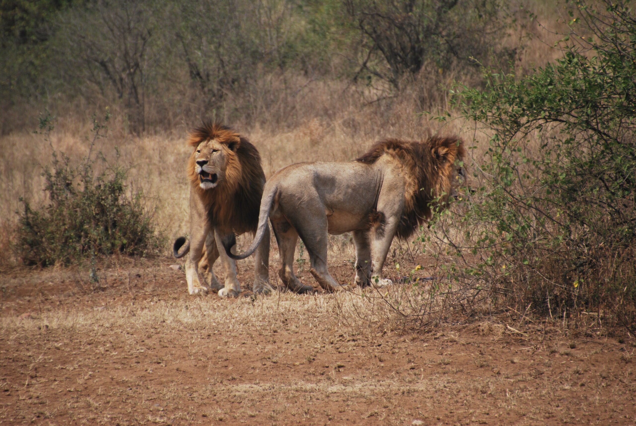 Crater de Ngorongoro con fauna al fondo