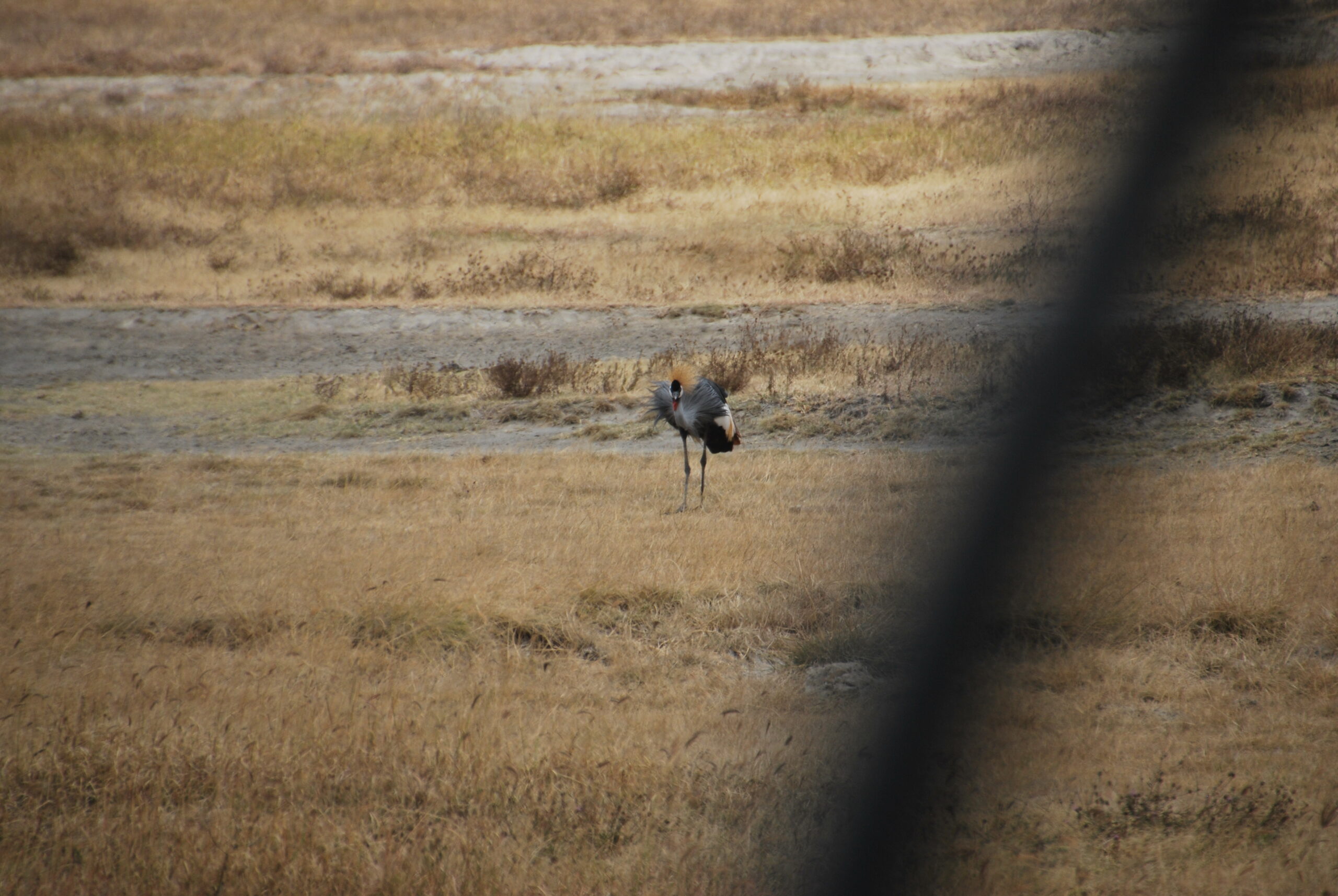 Rinoceronte negro en el Ngorongoro