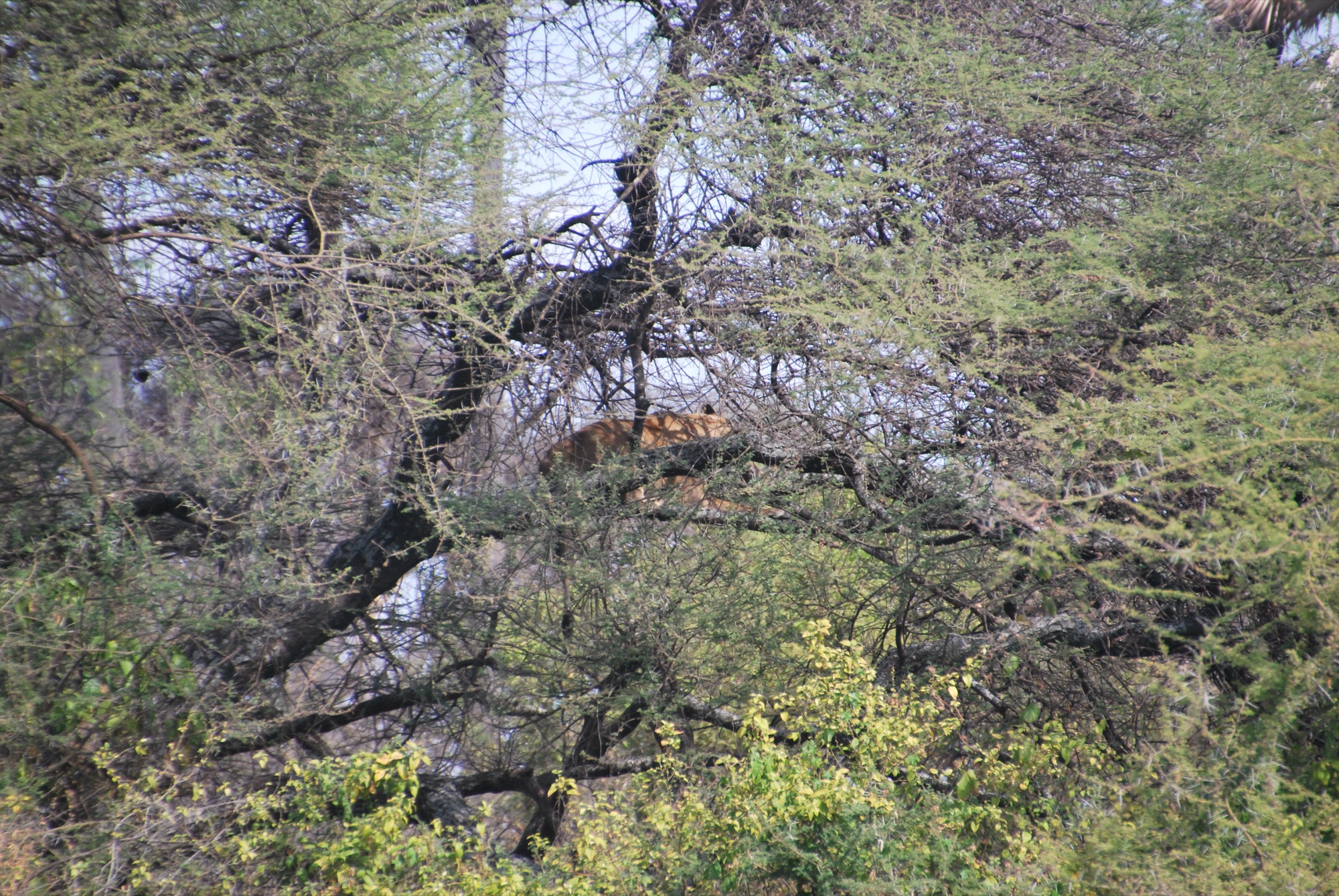 Wildlife at golden hour during a Serengeti safari in Tanzania