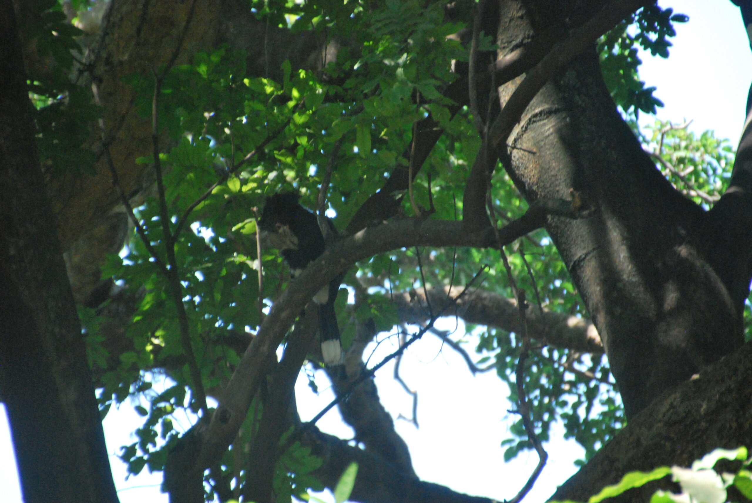 Manada de elefantes en el Serengeti