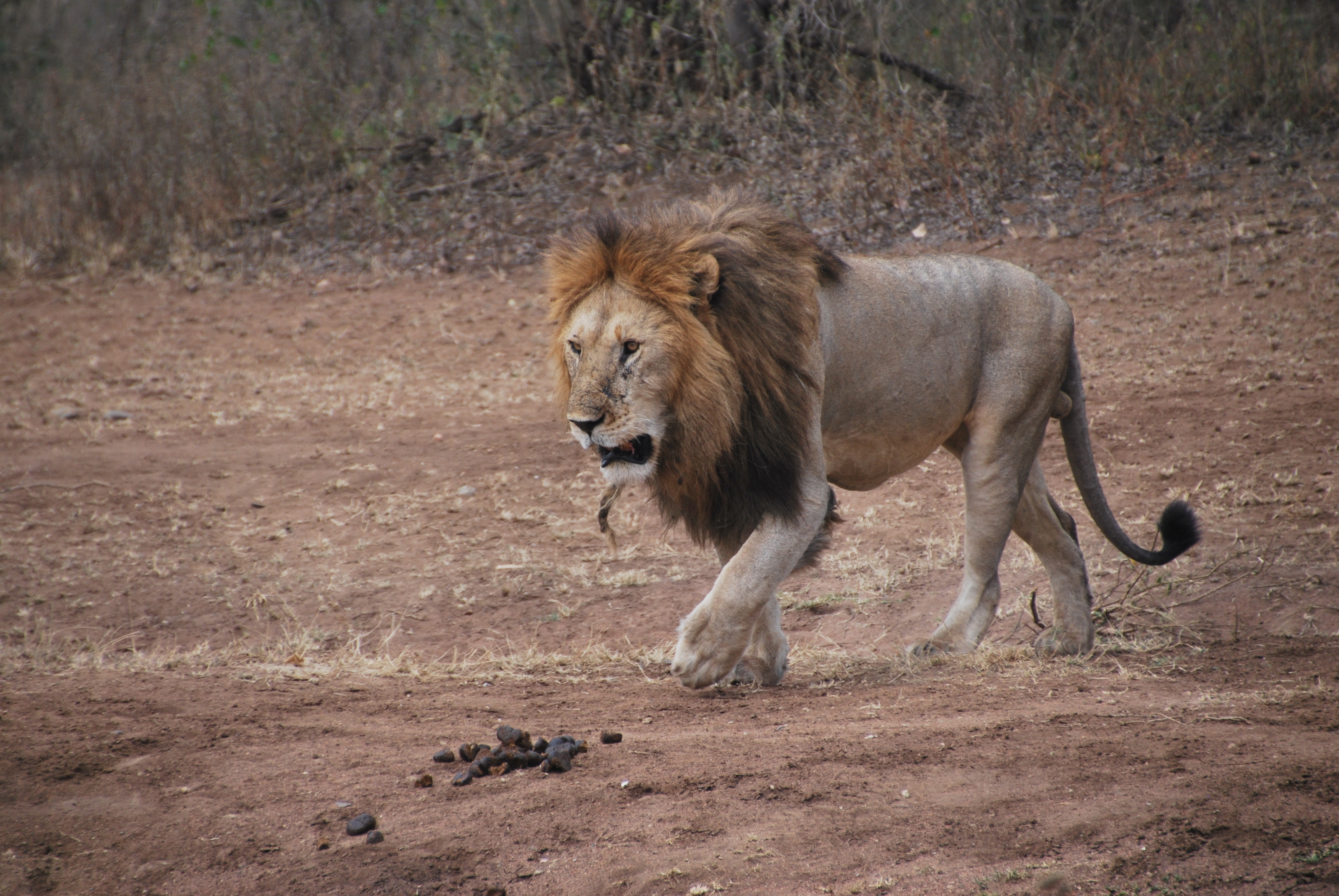 Familia de leones en el Serengeti