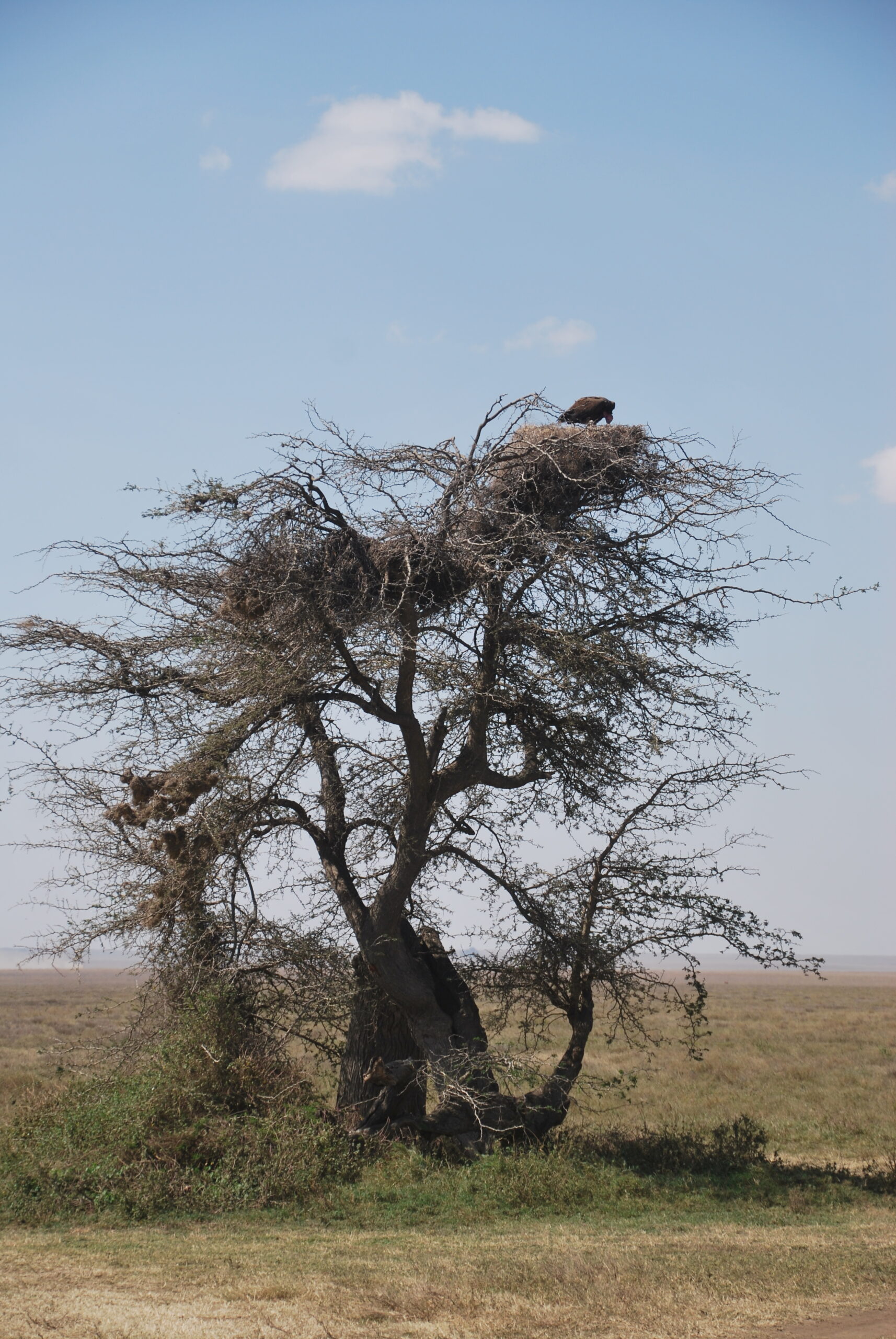 Leopardo en un árbol acacia del Serengeti