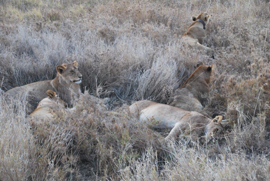 Itinerario Tanzania 12 días · safari, cráter y Zanzíbar (octubre)