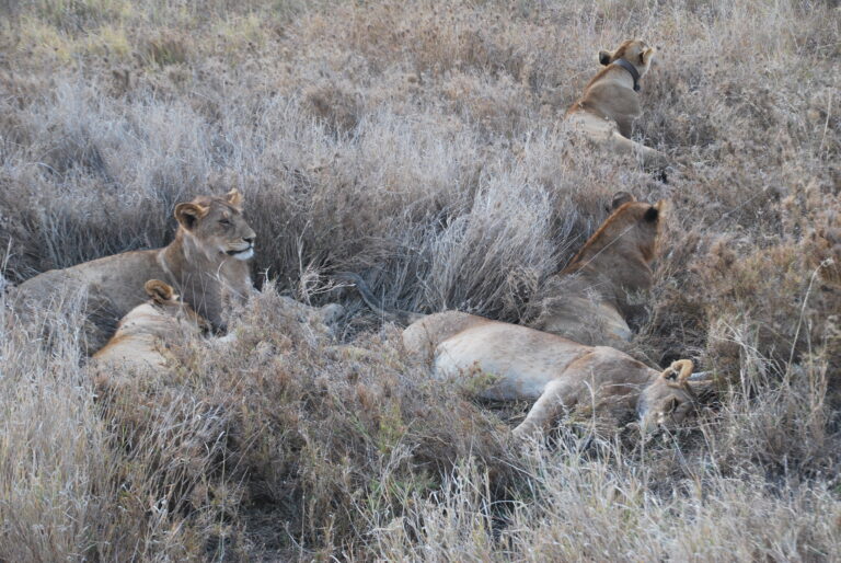 Sabana del Serengeti al atardecer