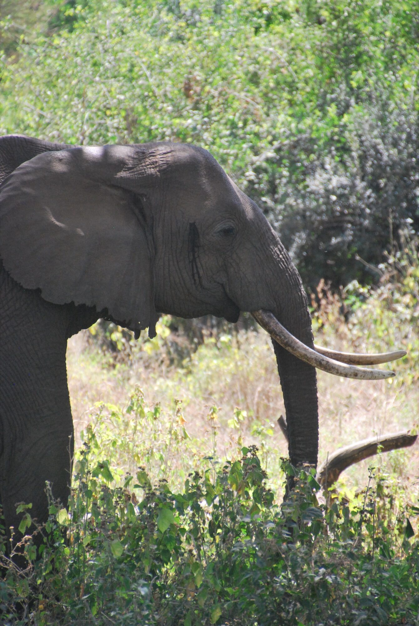 Milky Way astrophotography over Tanzanian Serengeti savanna