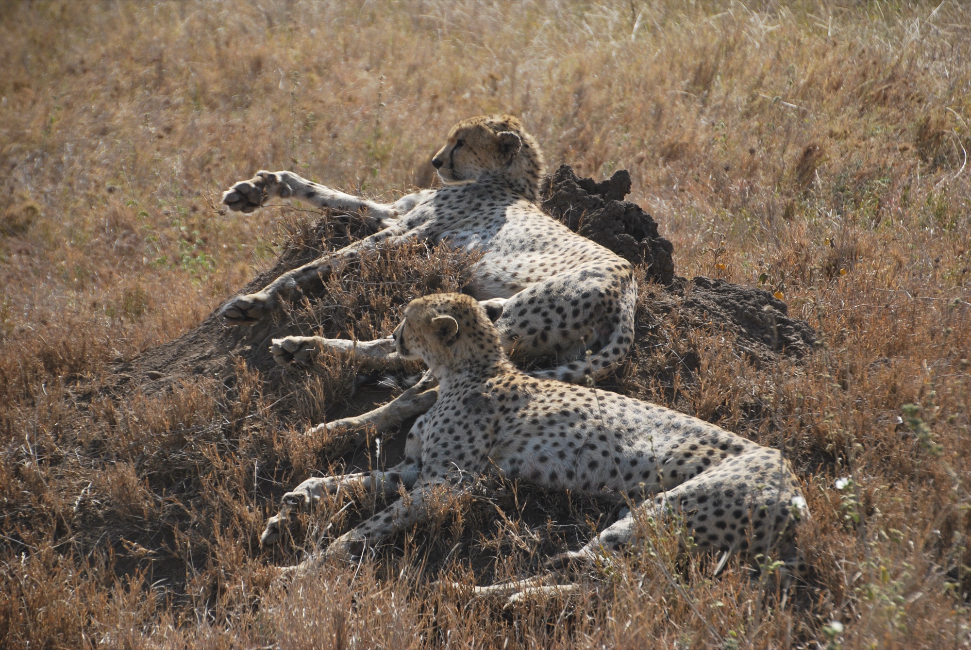Star-filled night sky Africa Tanzania long exposure