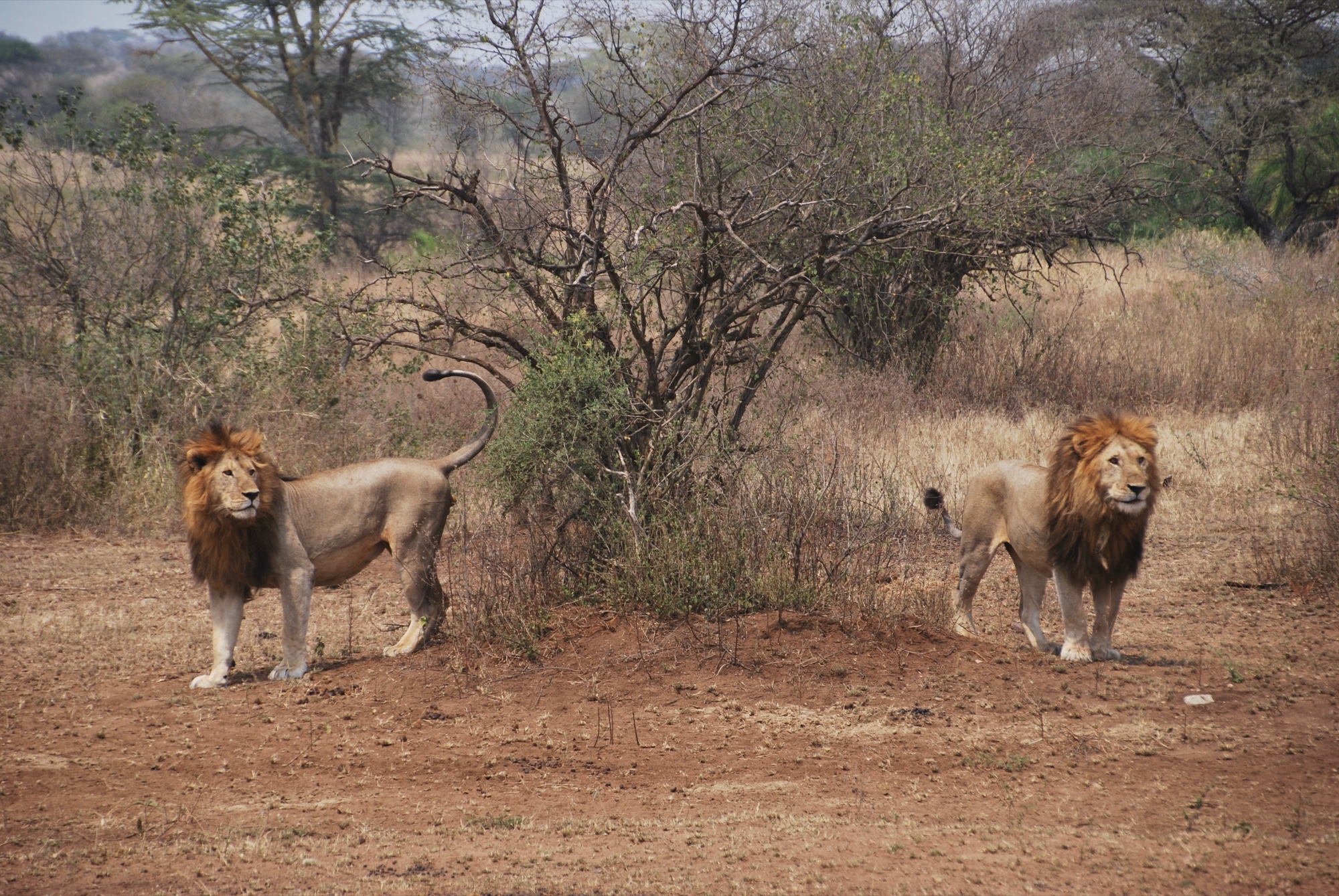 Close wildlife encounter in Tanzania Serengeti national park