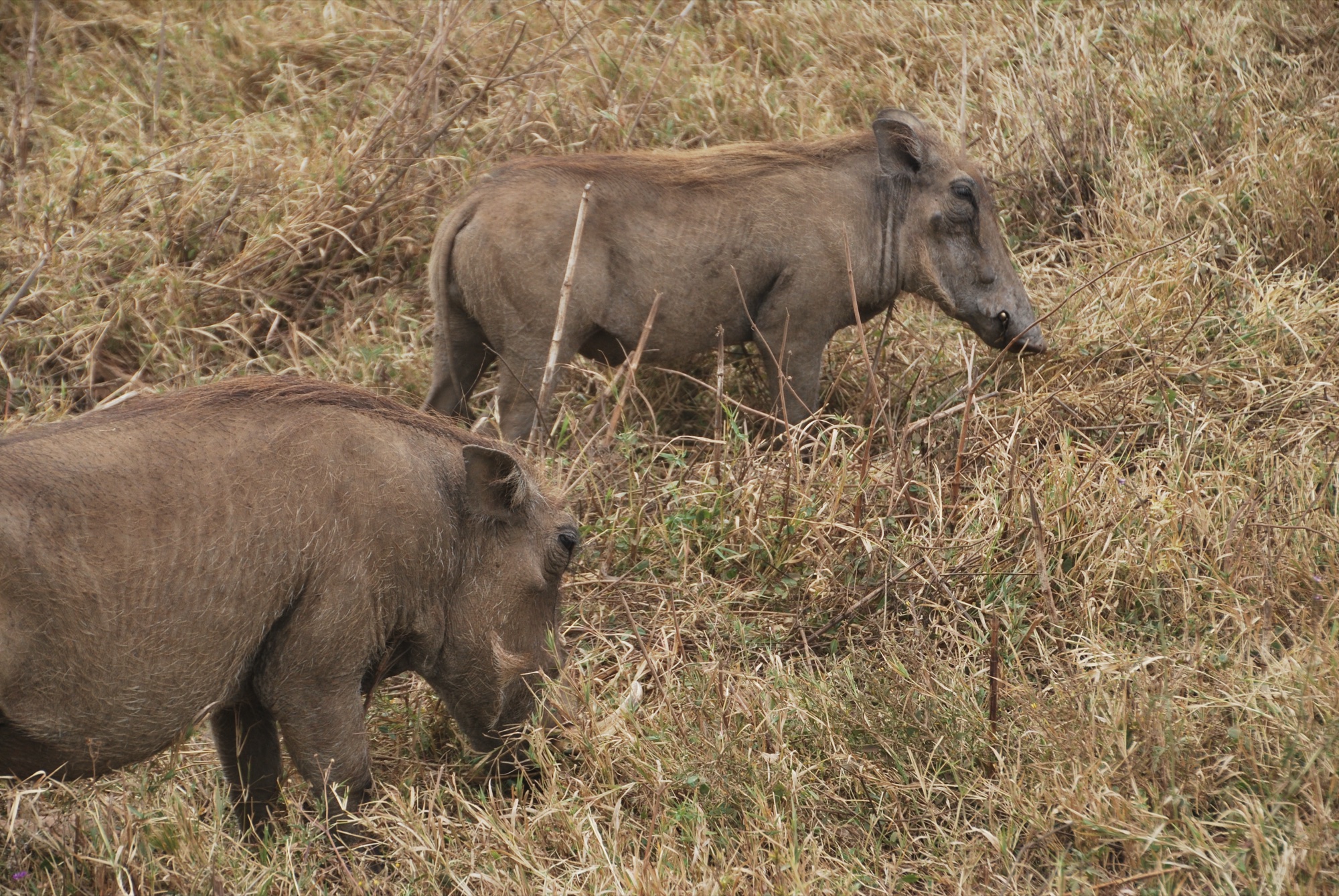 Animals in natural habitat Tanzania safari photography